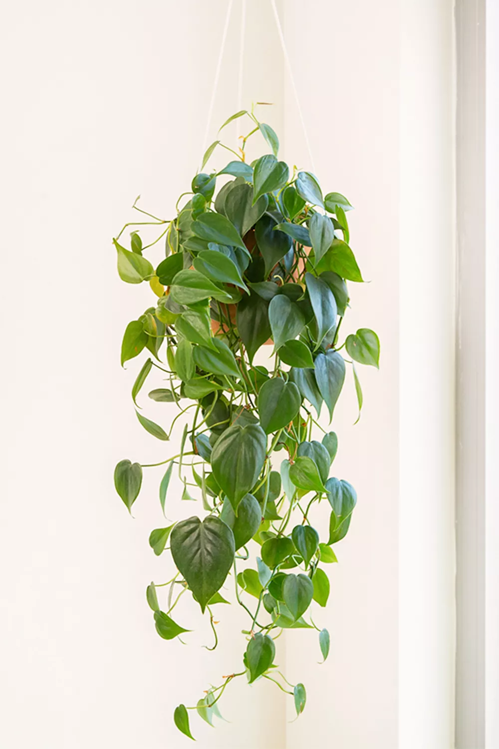 indoor hanging houseplant philodendron