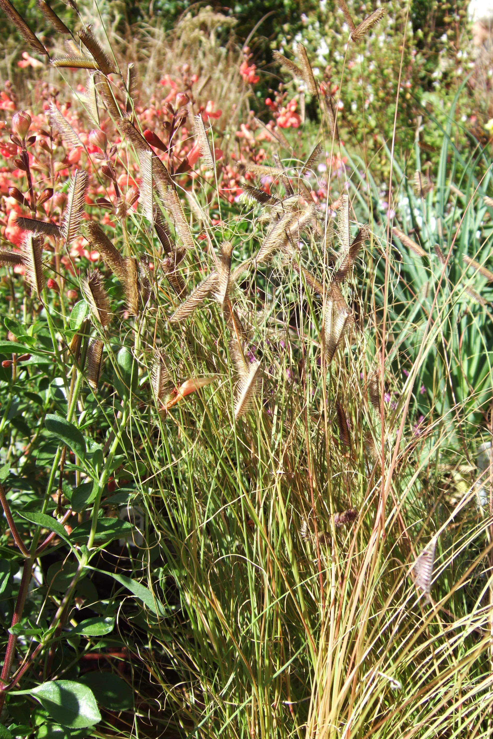 blue grama native grass