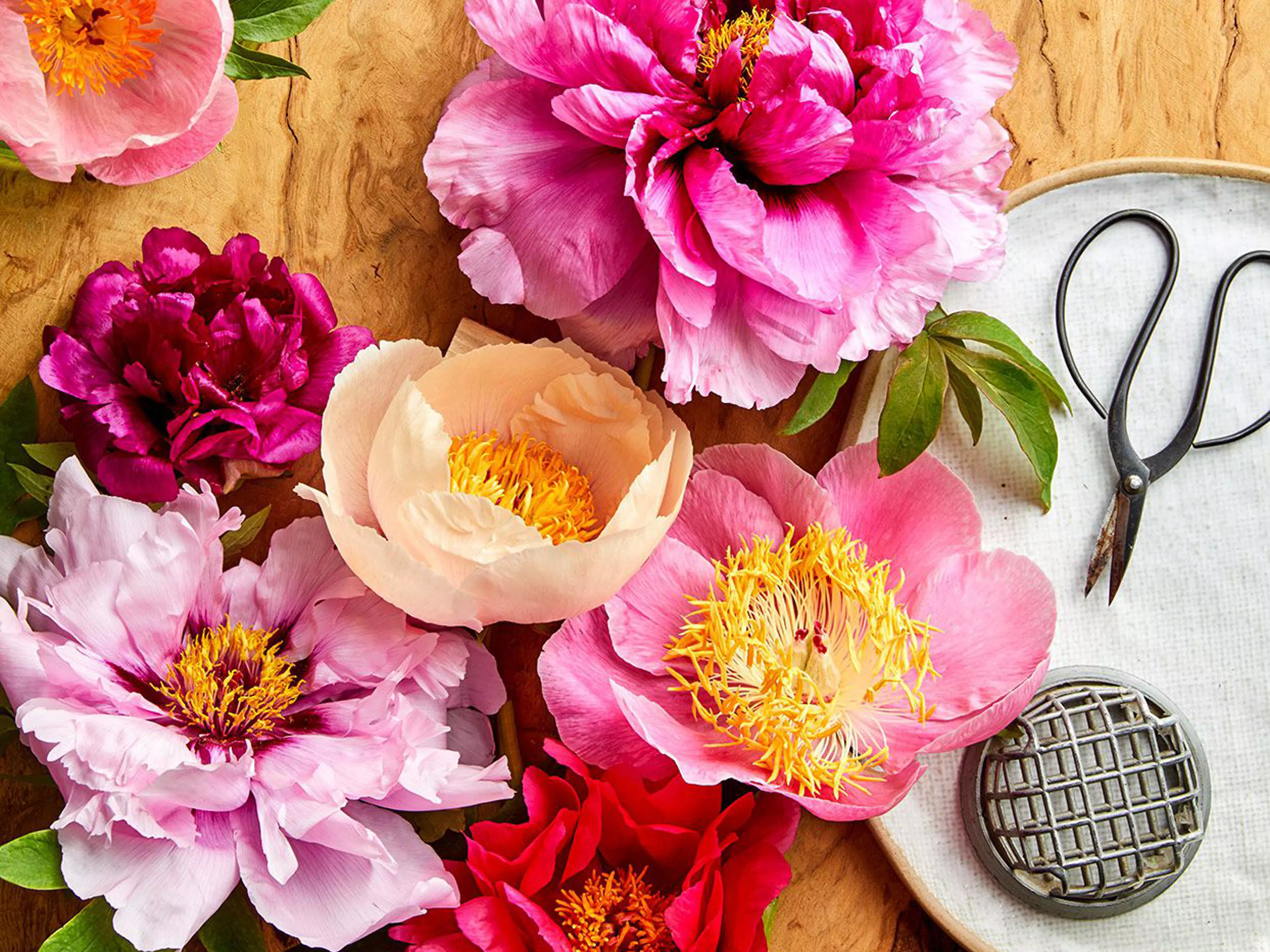 Cut peonies on table