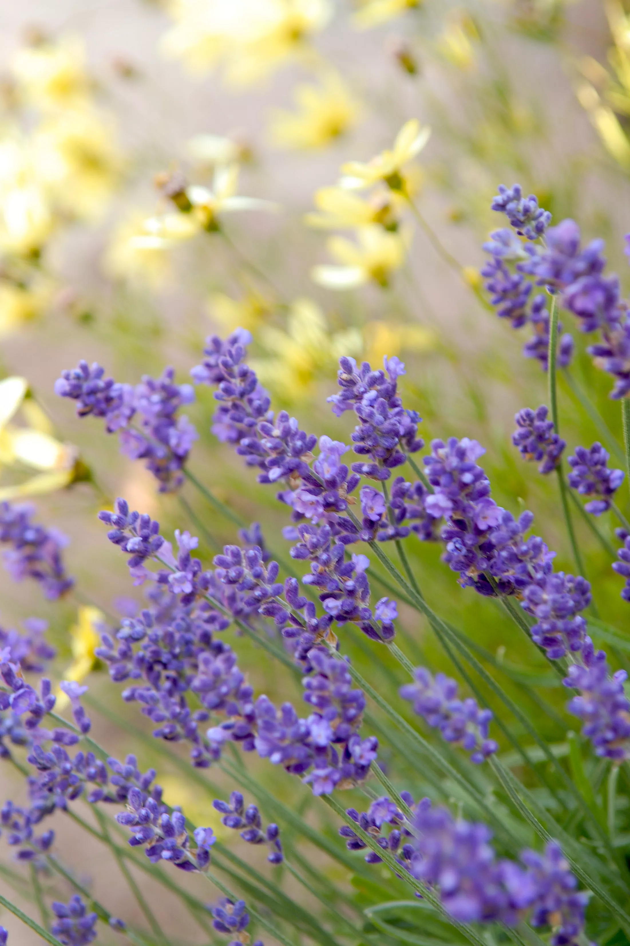 blooming lavender