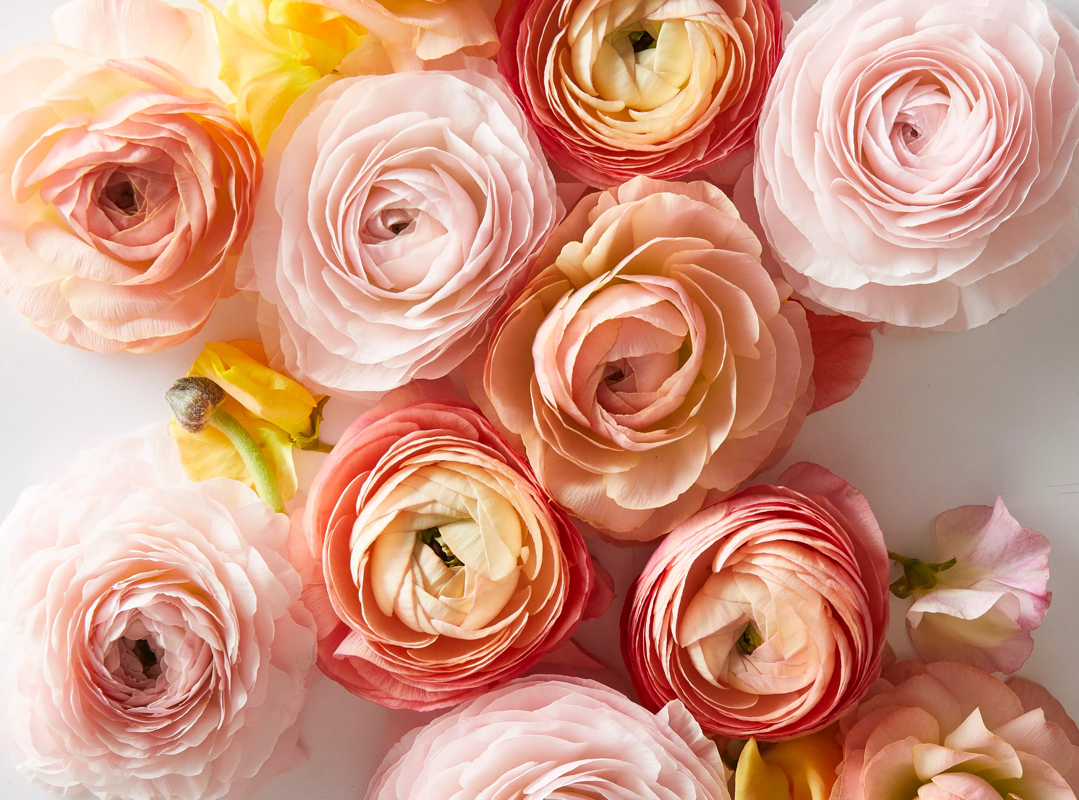 Pink ranunculus flowers