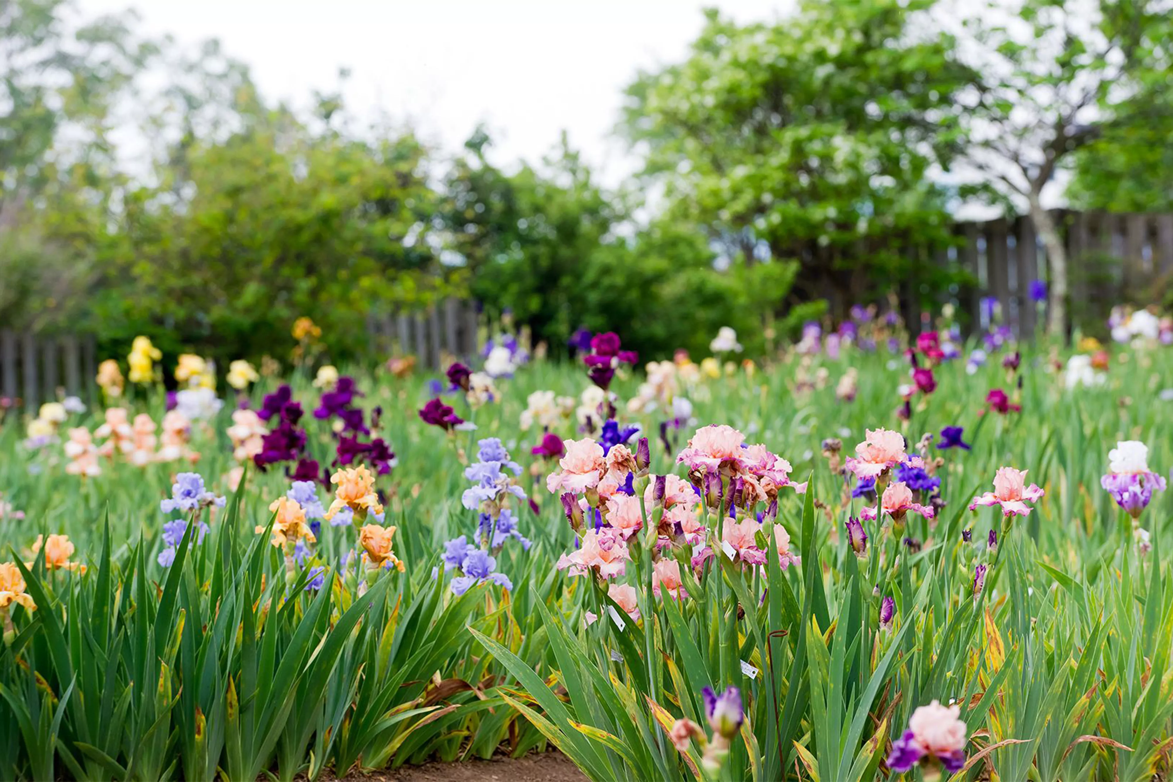 field of multi-colored bearded irises with trees and a fence in the background