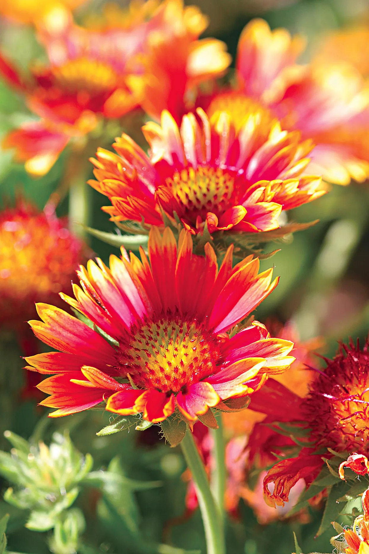 blanket-flower-gaillardia-perennial-0475dff8