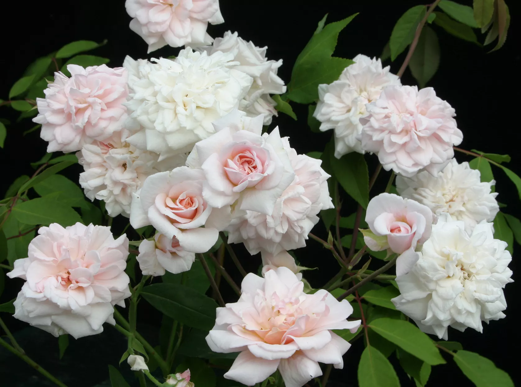 blooming light pink 'cecile brunner' roses