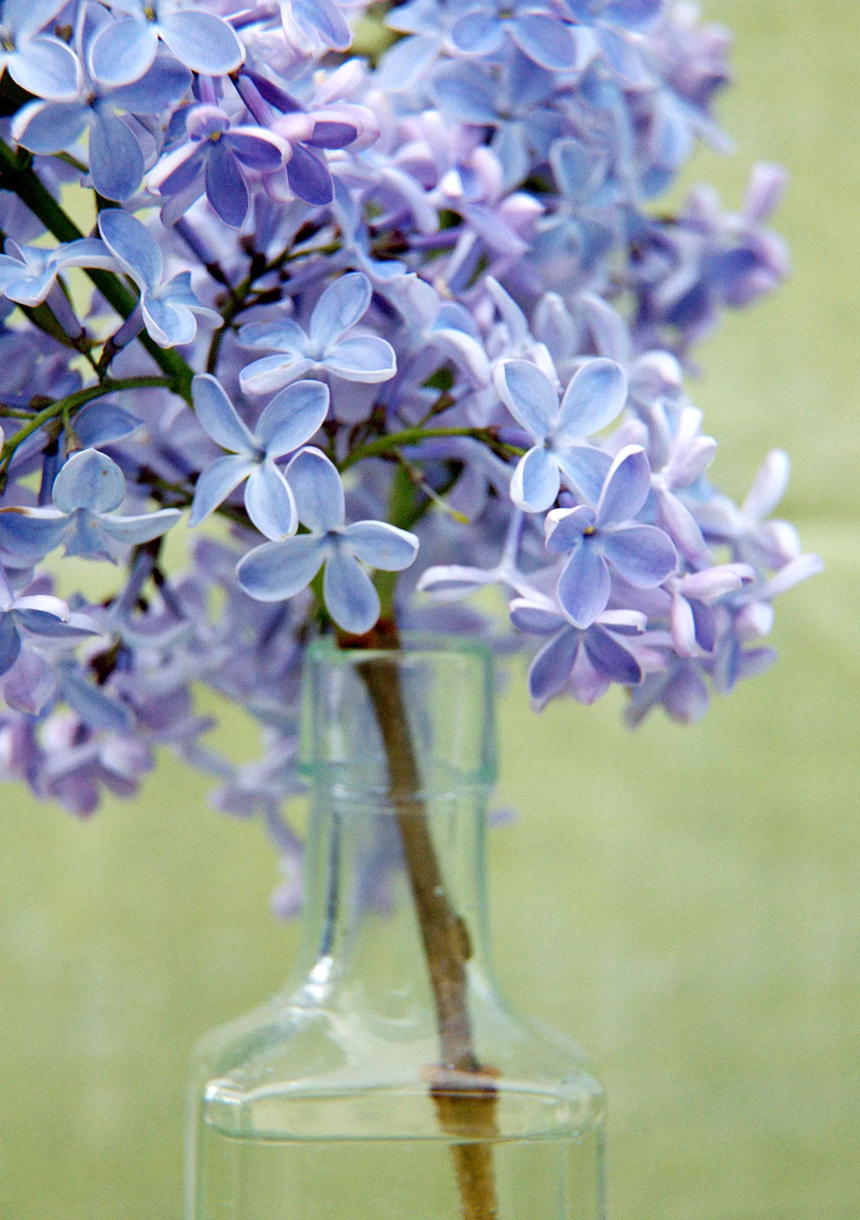 detail of blue Syringa 'President Lincoln' lilac blossoms