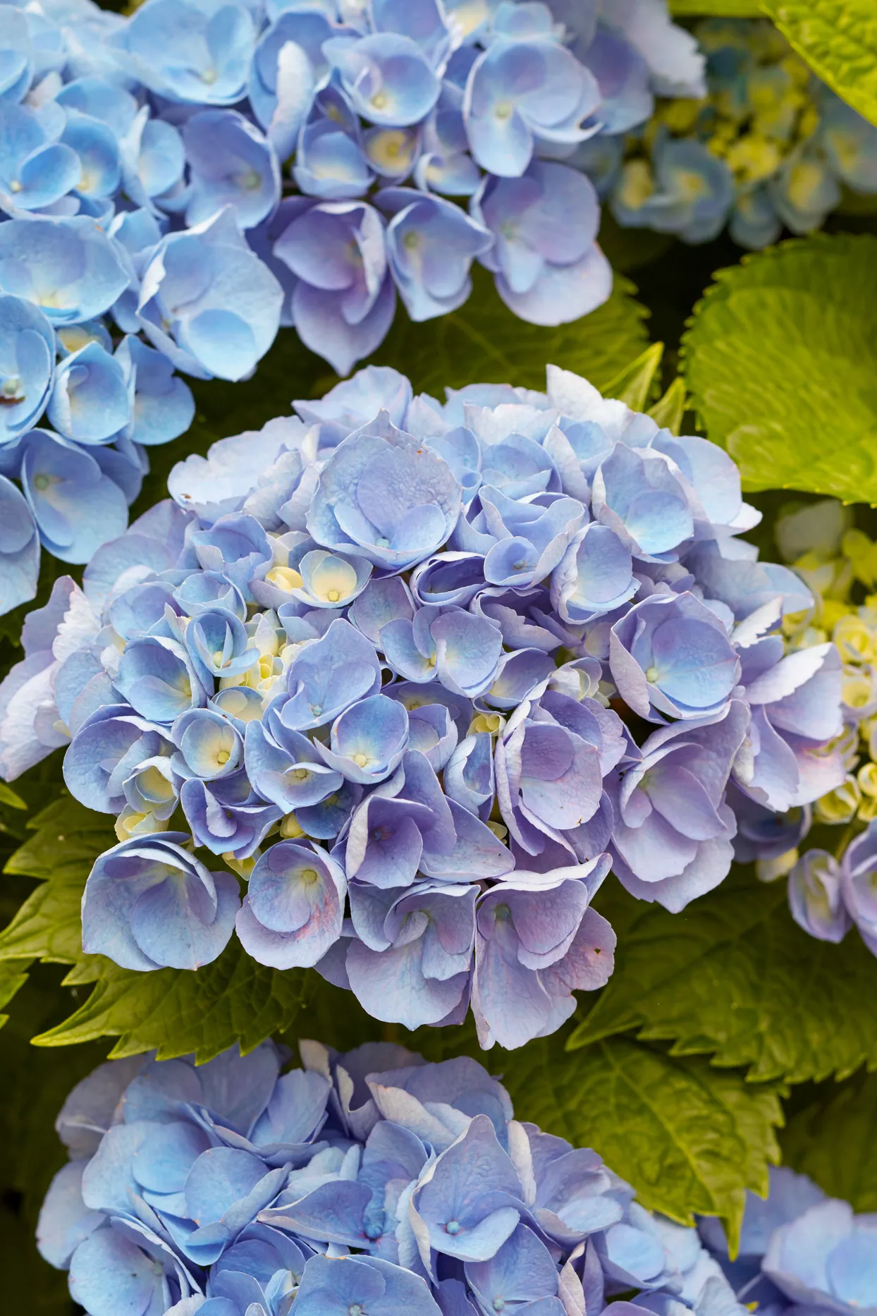 'Brestenberg' hydrangea flowers