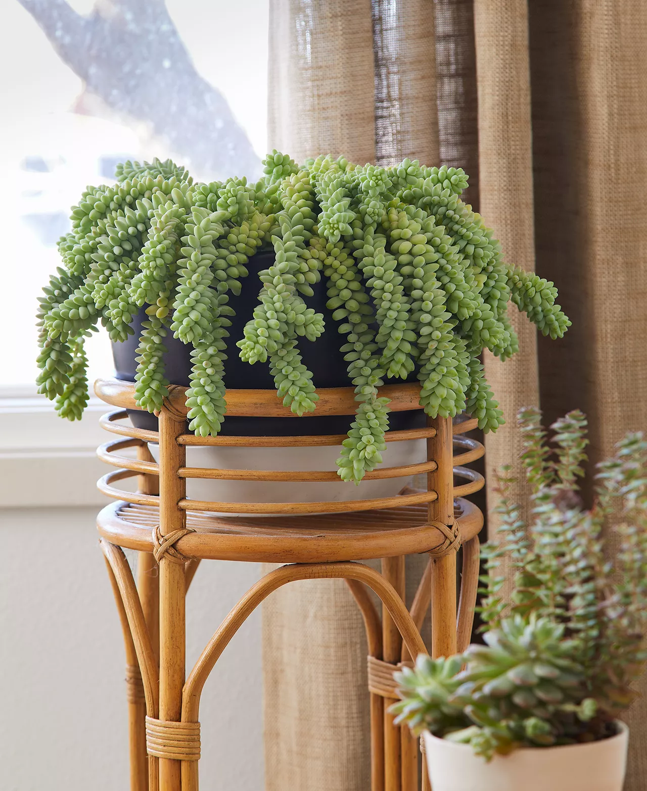 Burro&rsquo;s tail plant wood stand