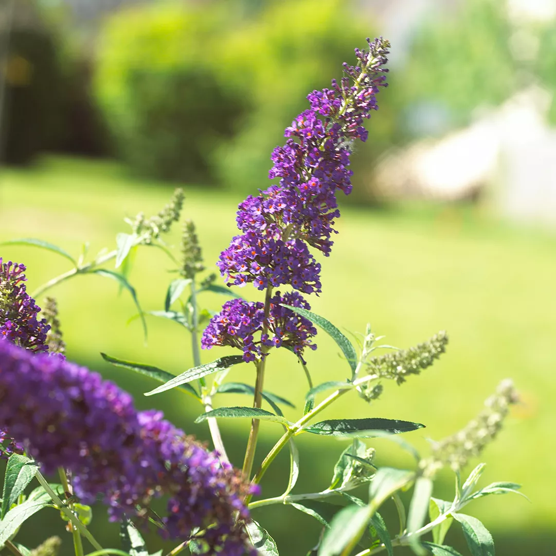 Purple Butterfly Bush flower against green grass background