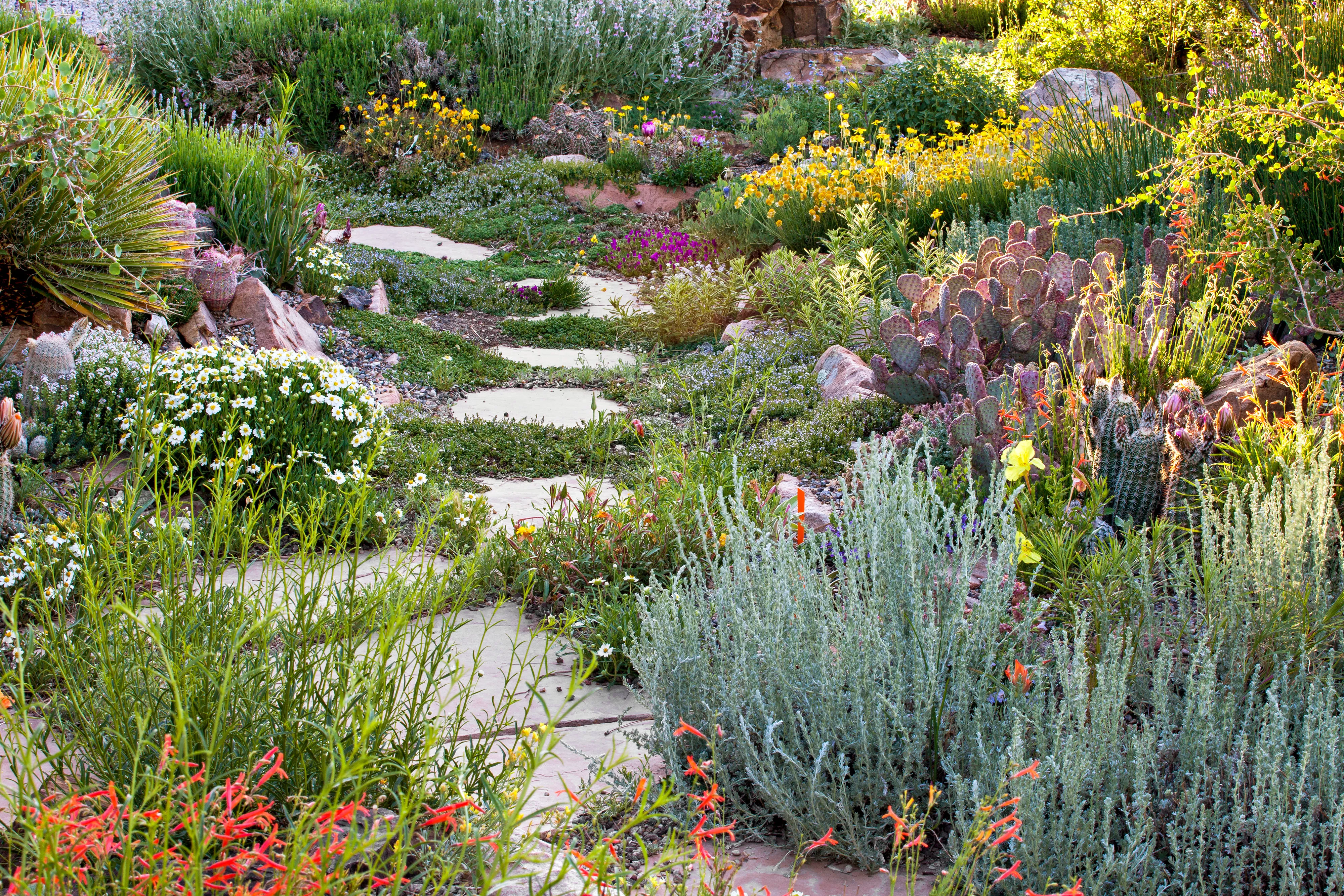 Garden with lavender and cactus