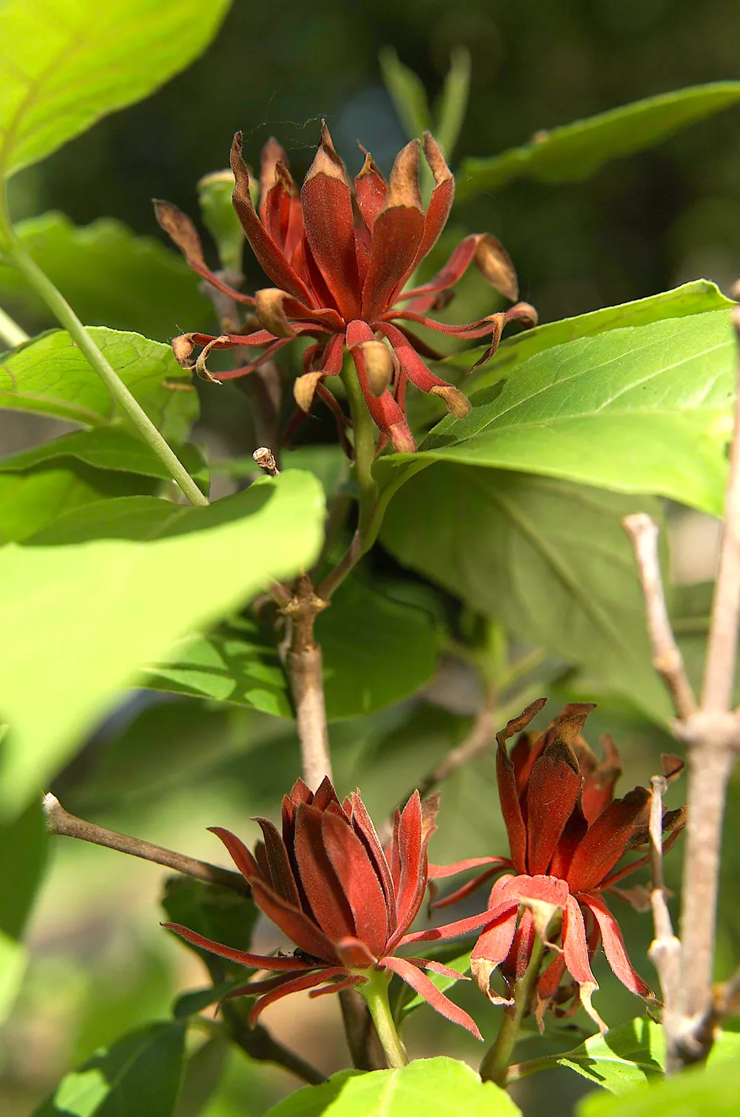 Carolina Allspice red flowers