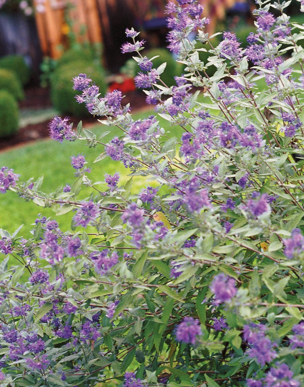 Caryopteris Blue Mist