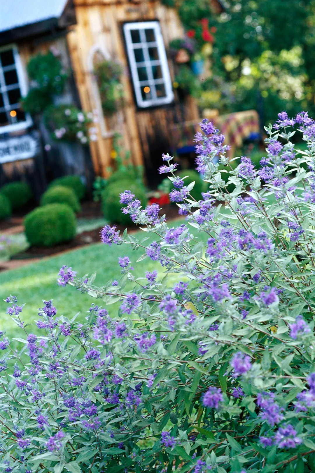 Caryopteris 'Blue Mist' growing outside wooden house