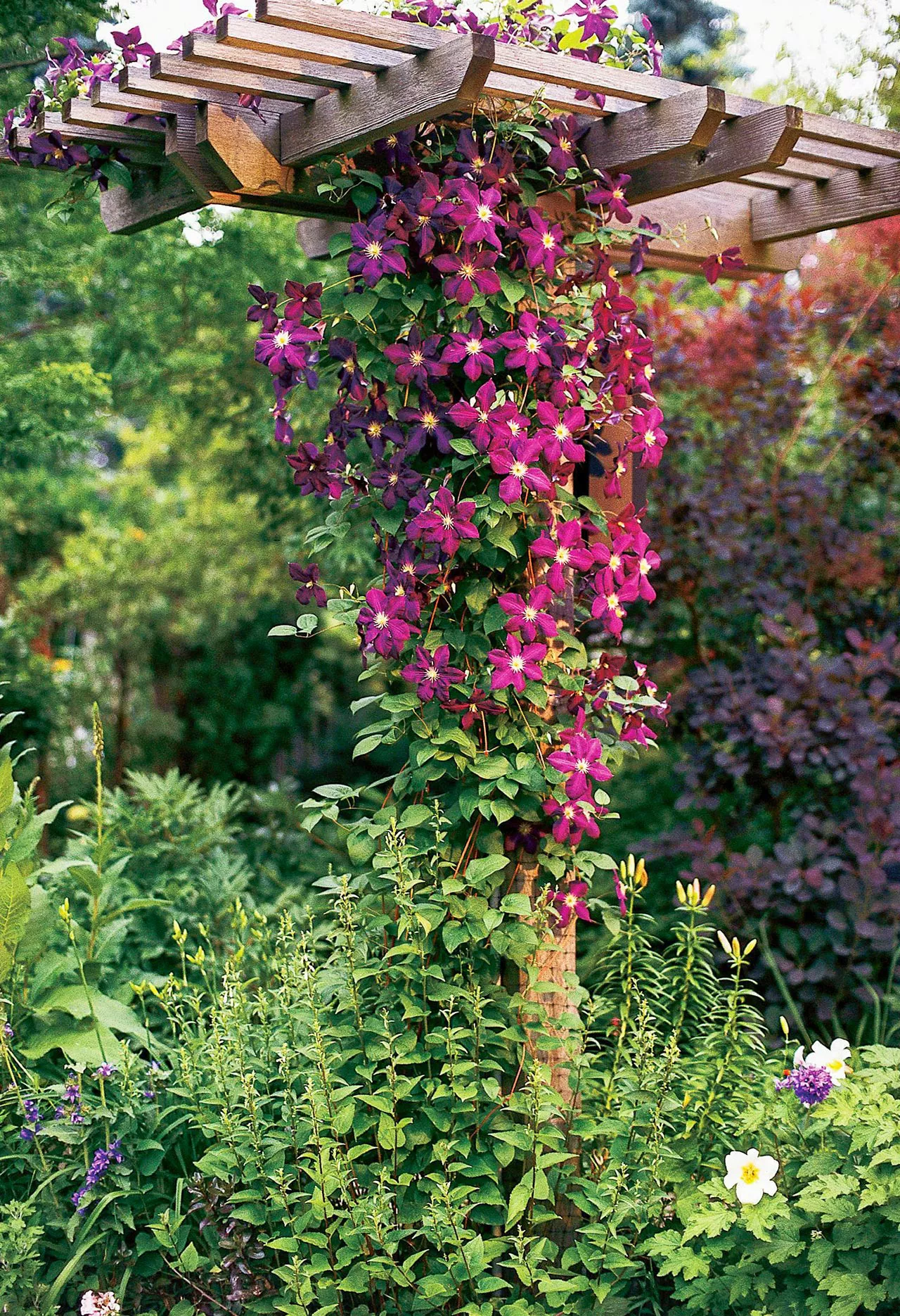 Clematis growing from trellis