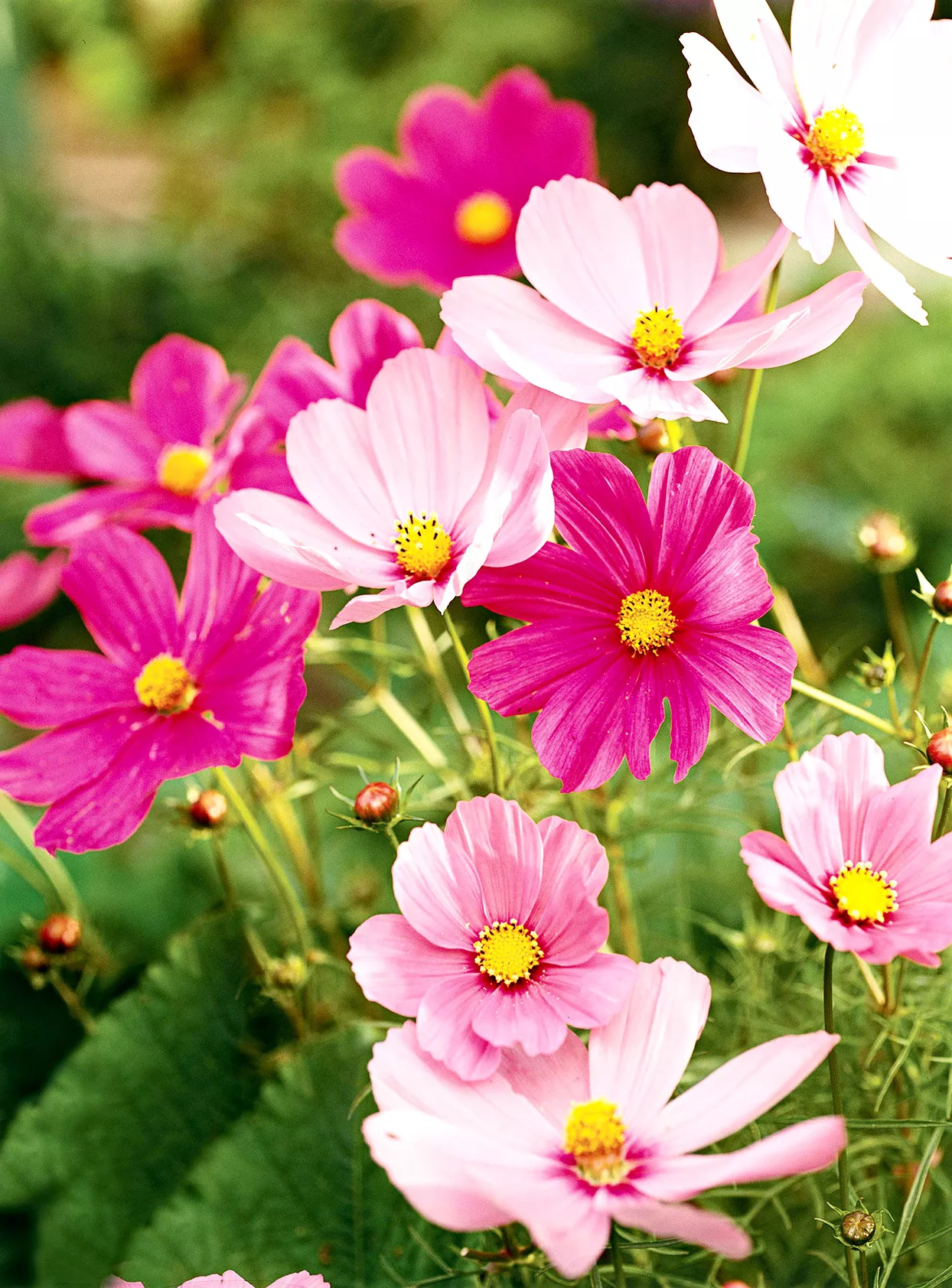 Close up of pink Cosmos flowers