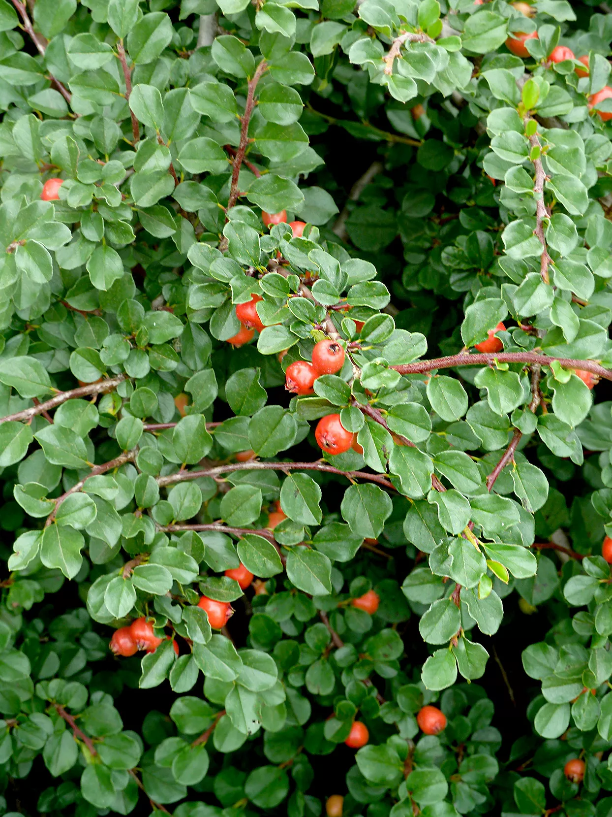 Close up of Cotoneaster leaves and berries