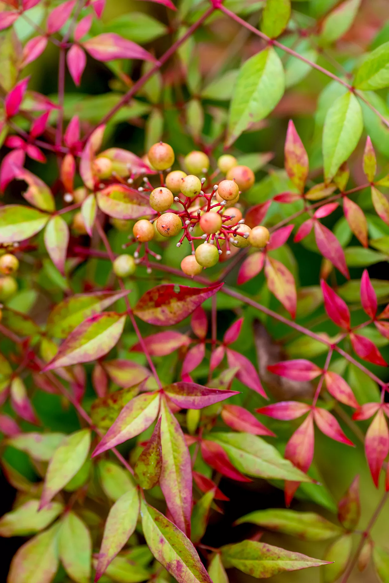 Close up of Nandina berries