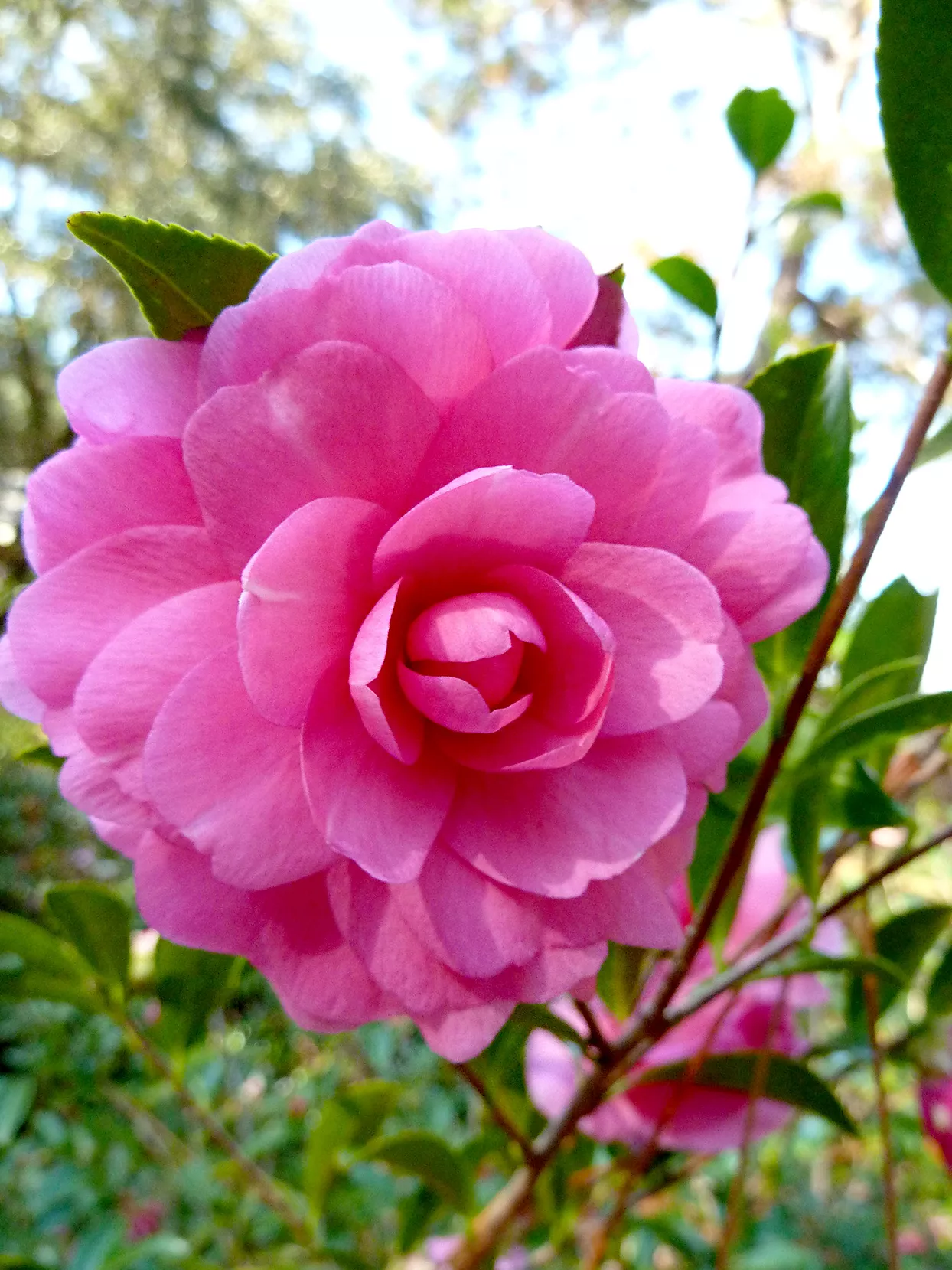 Close up of pink Camellia flower