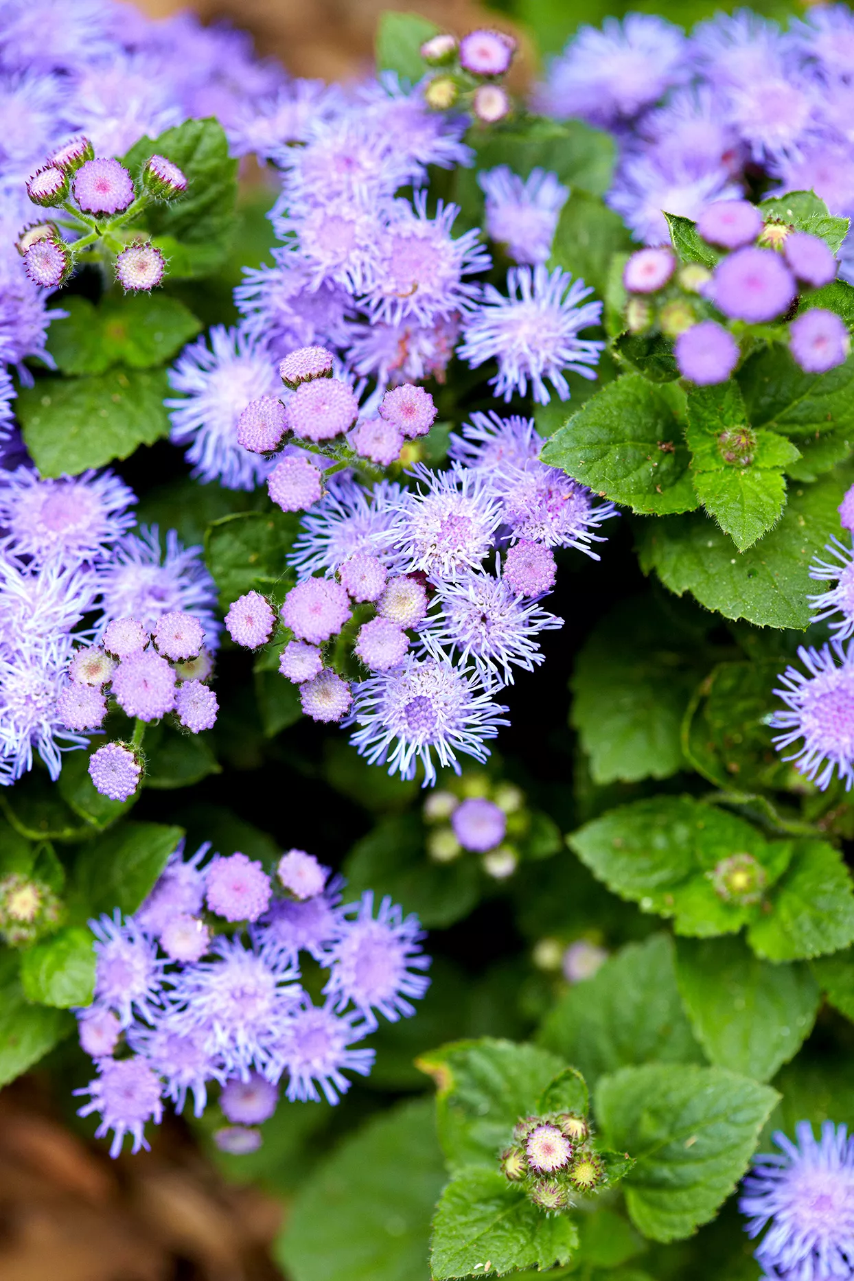 Close up of purple Ageratum