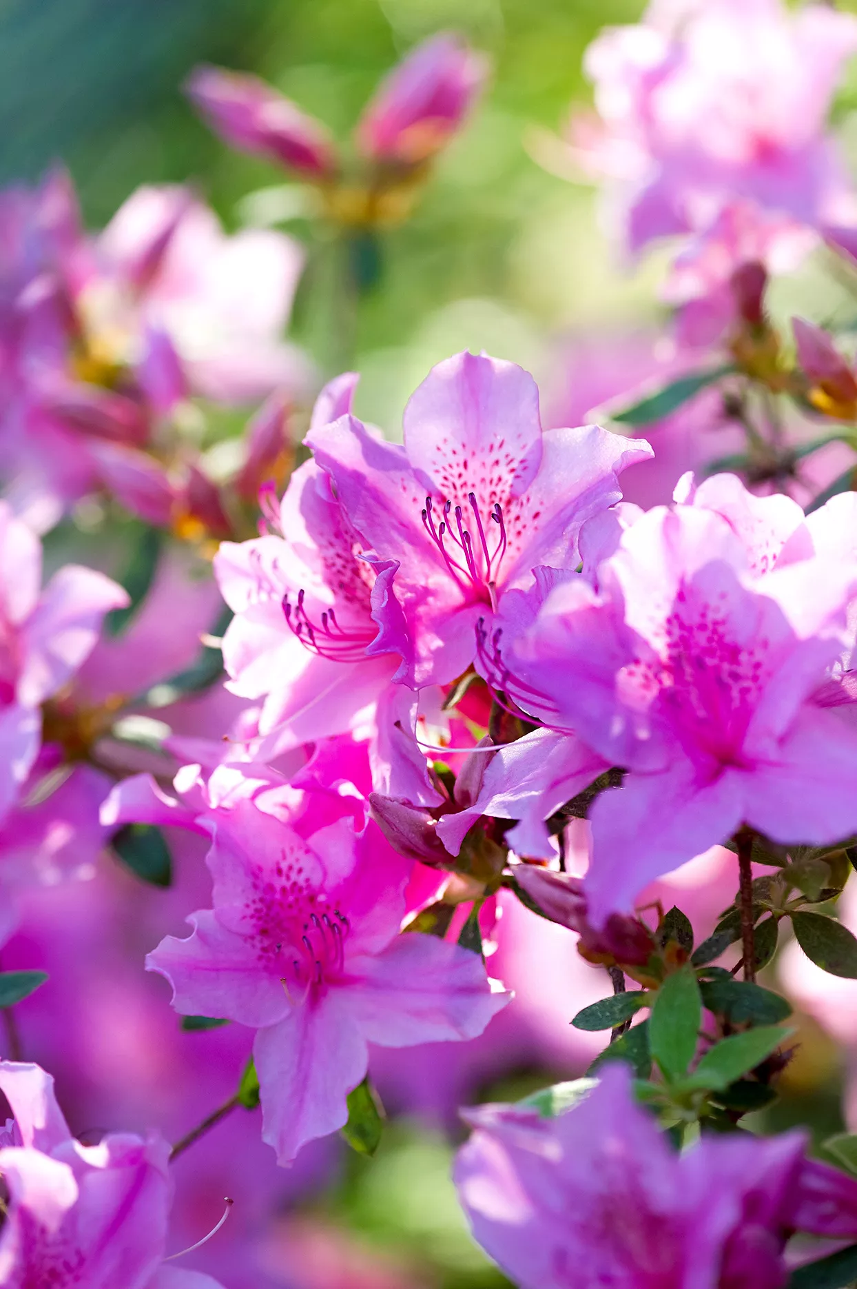 Close up of purple Azaleas