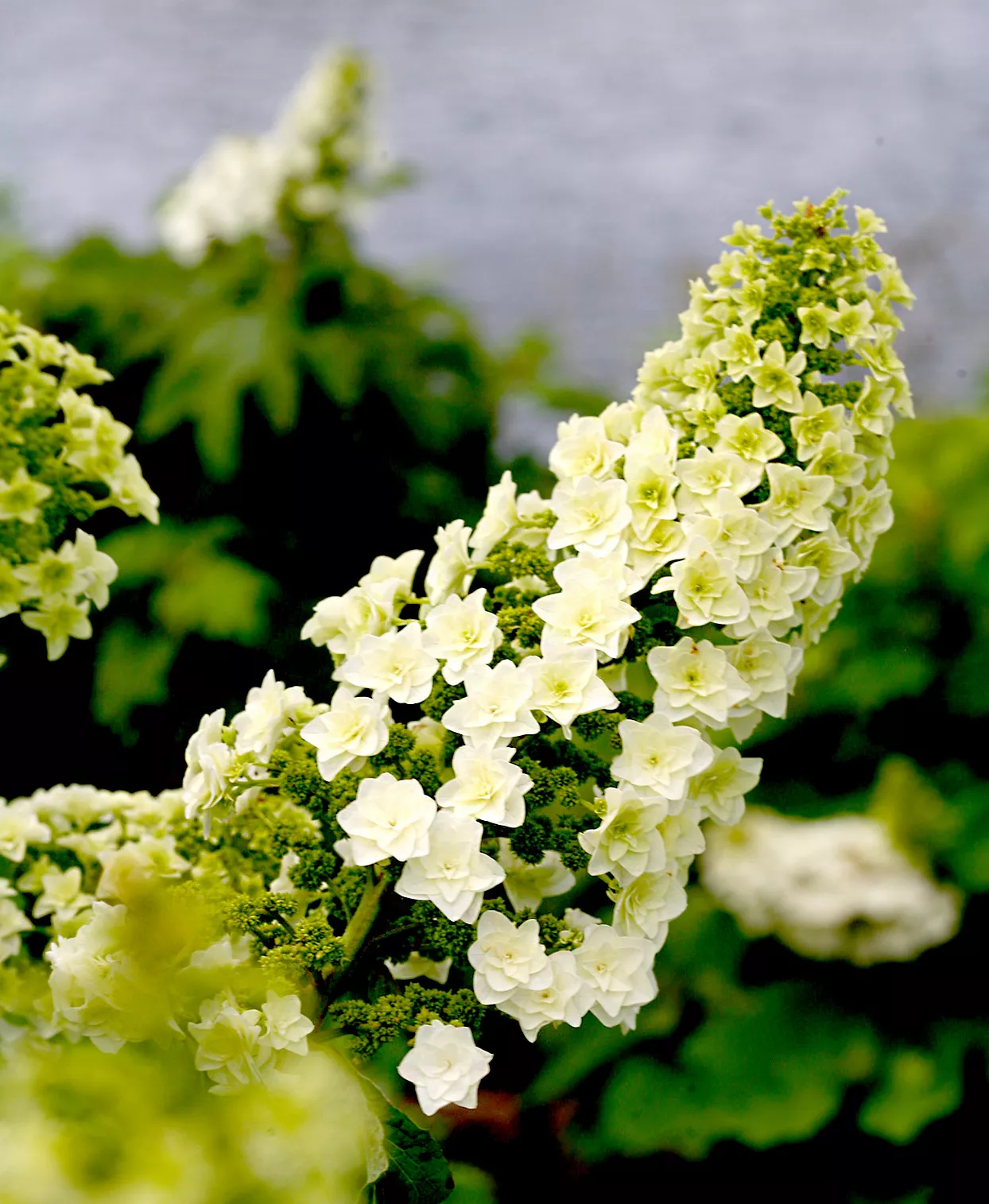 Close up of white hydrangeas