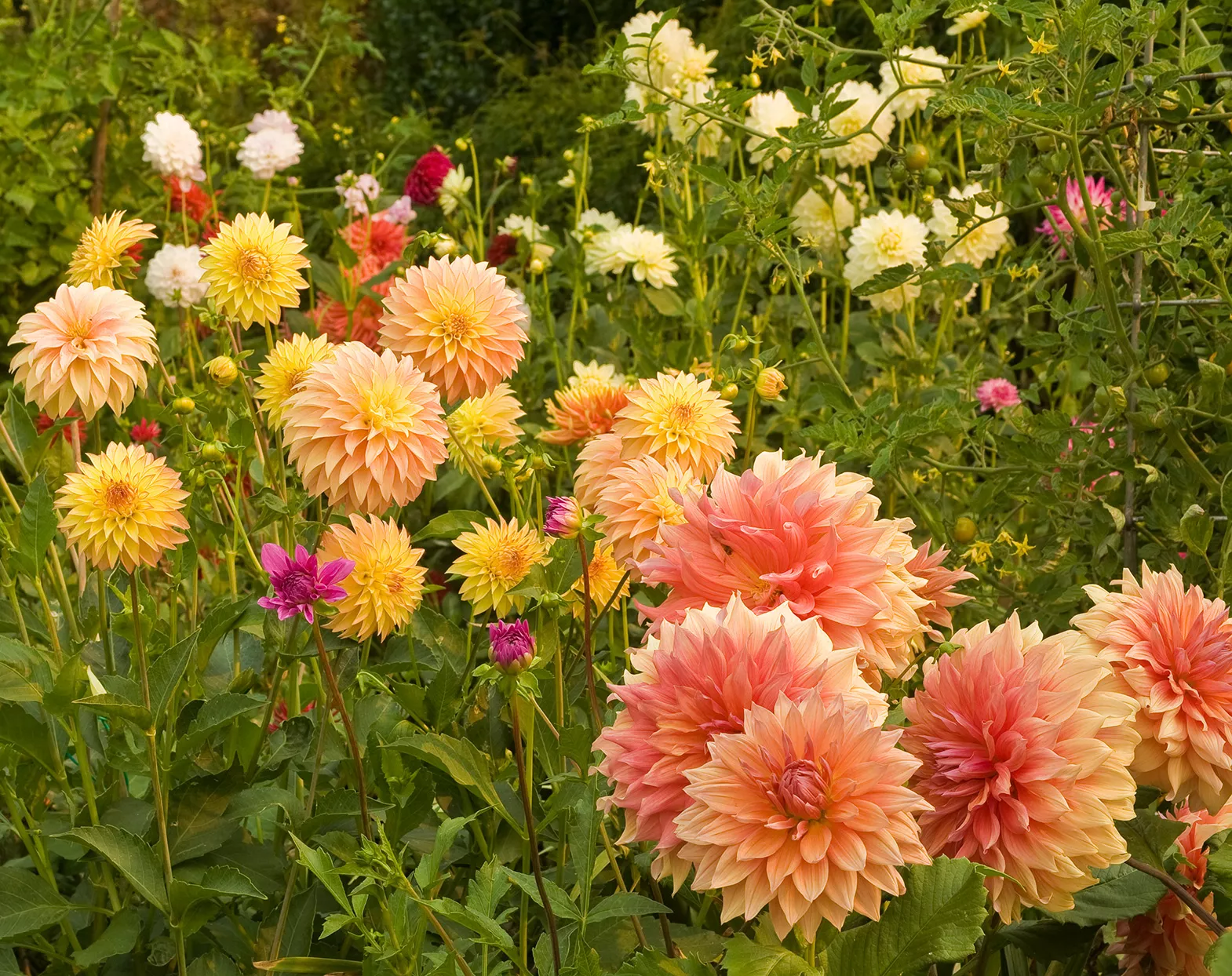 light orange and yellow dahlia flowers growing together in garden