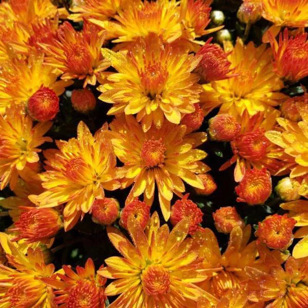 cracklin golden yellow mum flowers close up