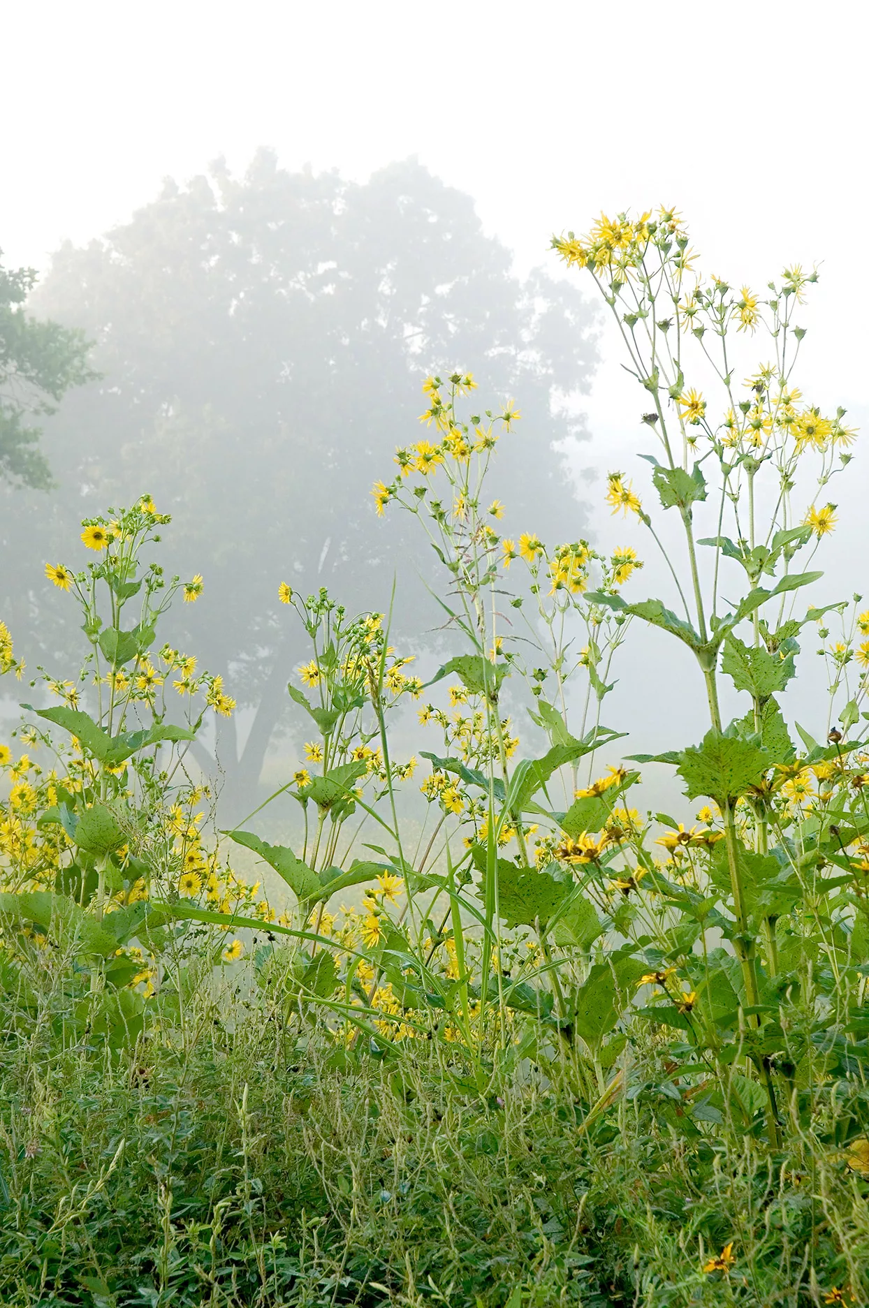 Cup Plant growing in foggy field