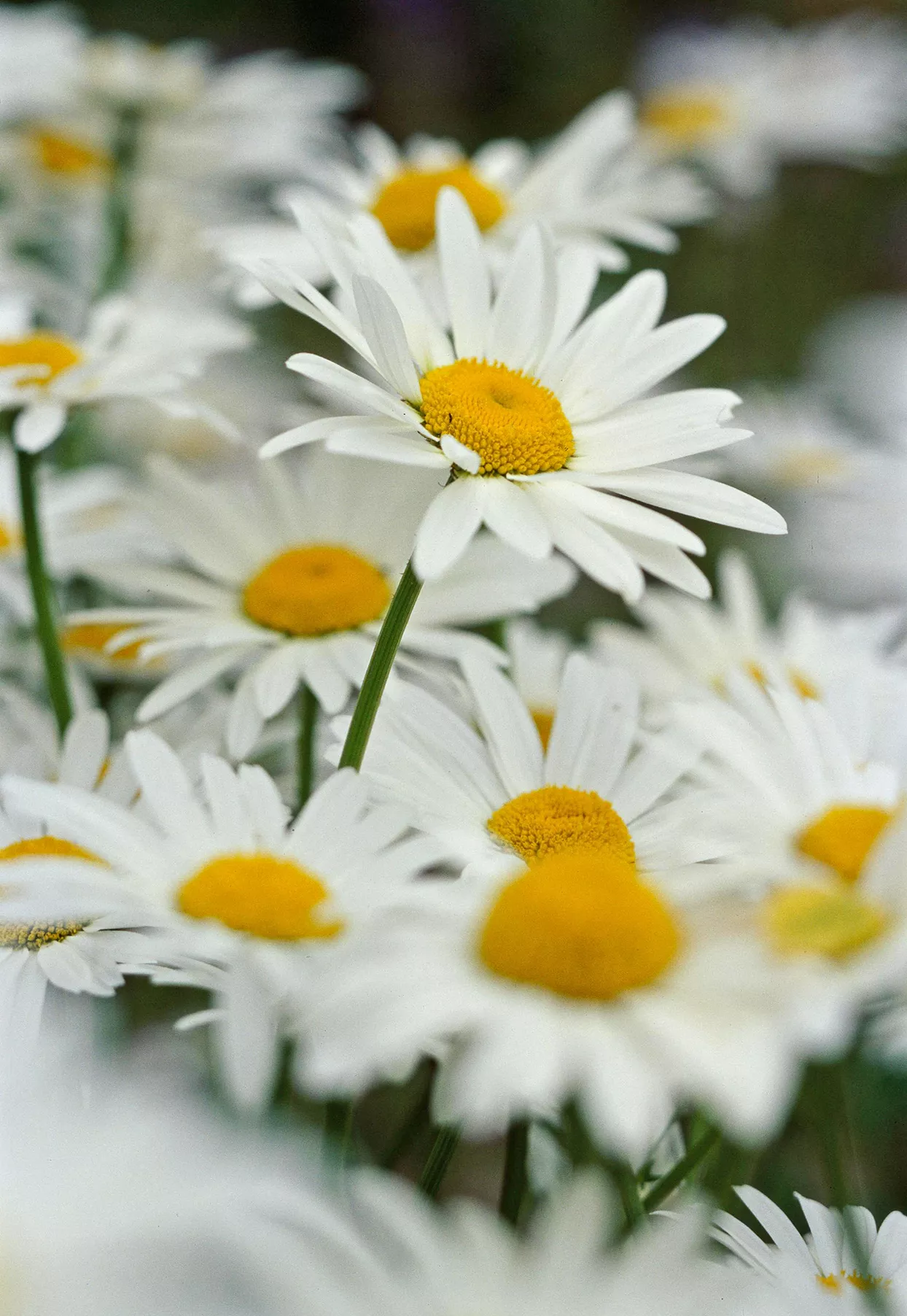 daisy (Leucanthemum)