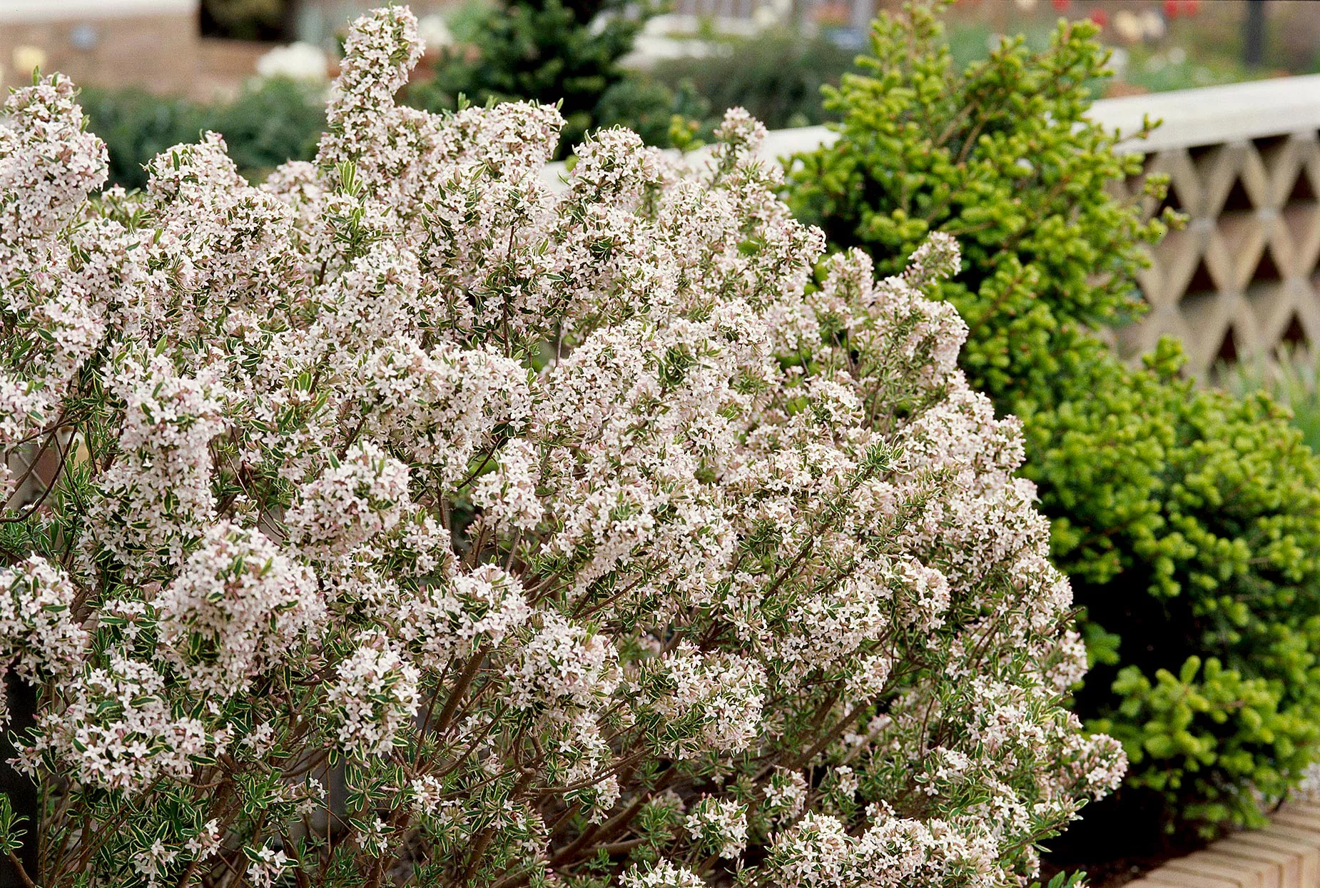 Daphne bush with small white flowers