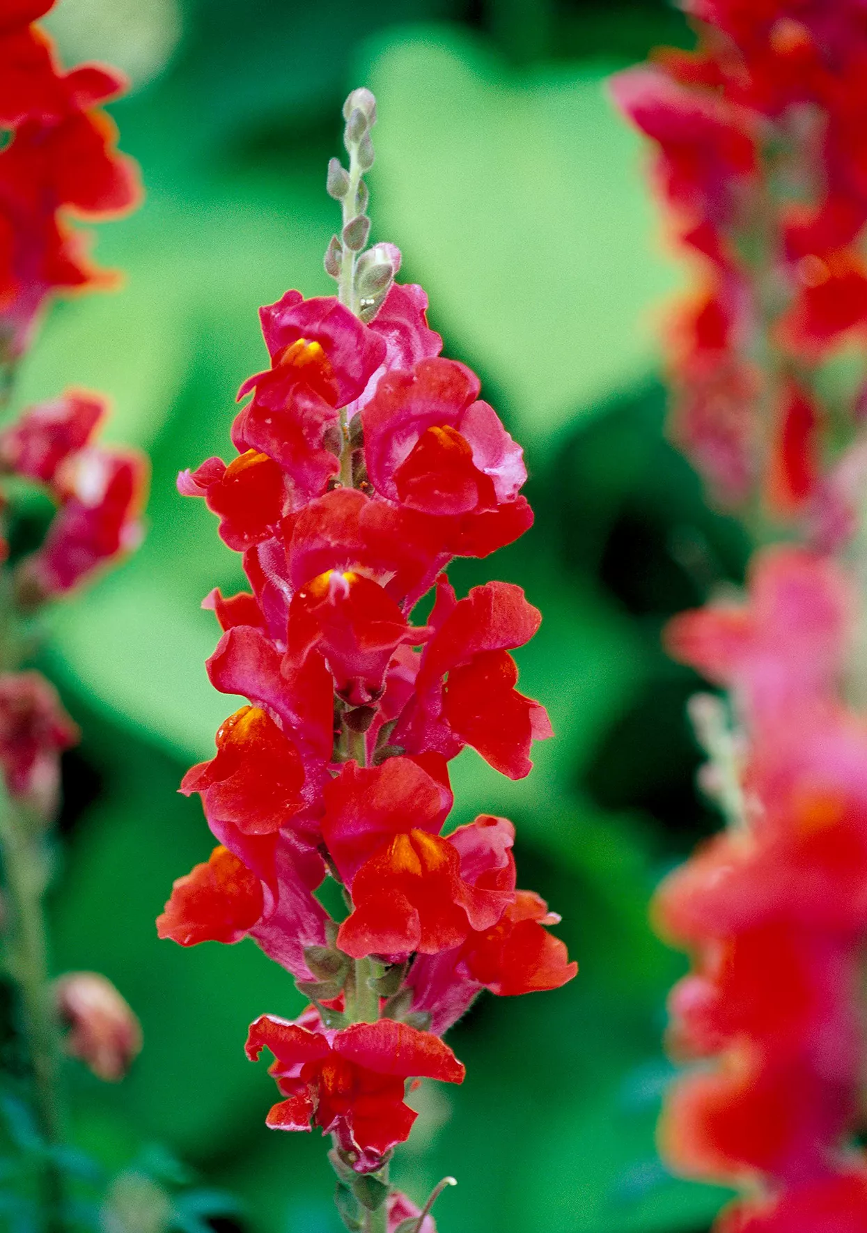 detail of red snapdragon antirrhinum majus