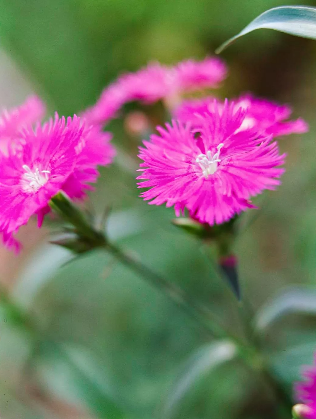 dianthus perennial pink flowers