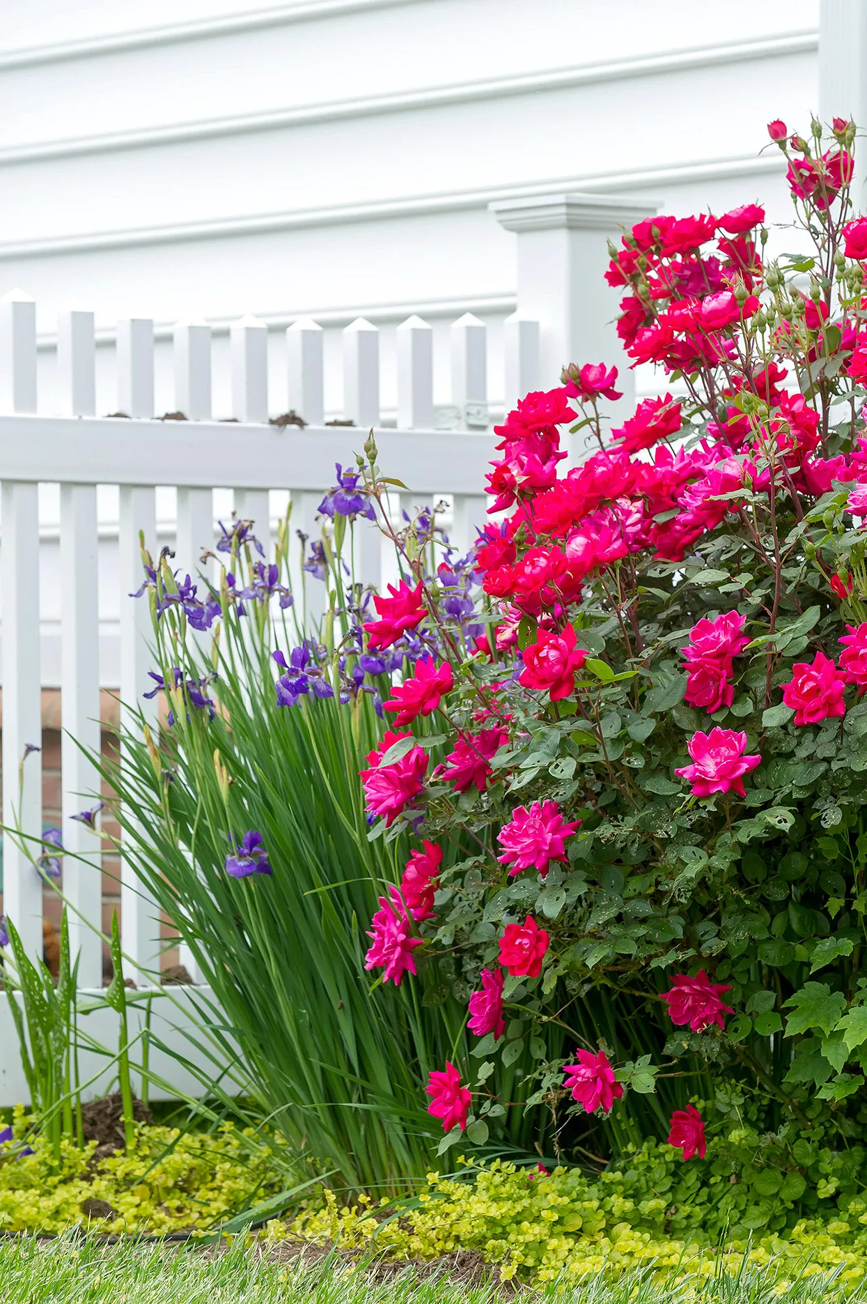 dutch iris and shrub rose near fence