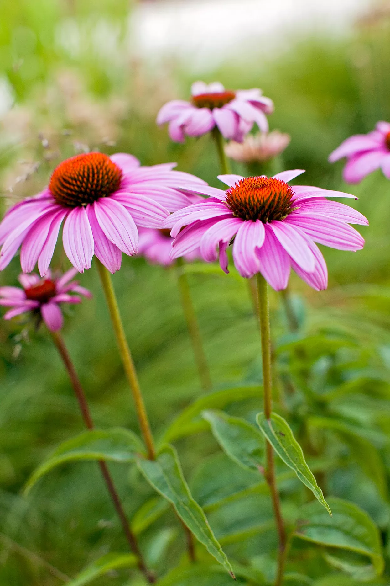 echinacea purpurea coneflower