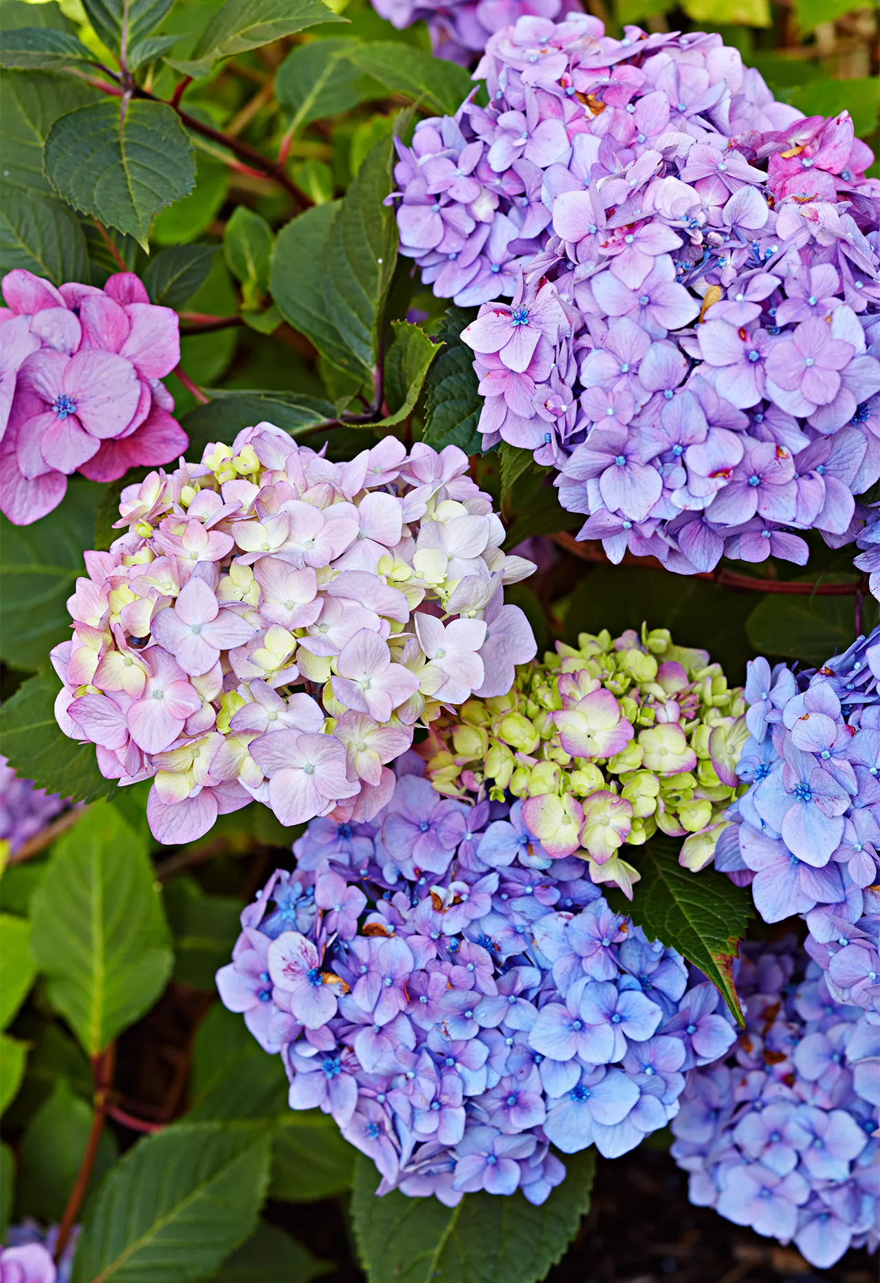 Endless Summer 'Bloomstruck' Hydrangea flowers