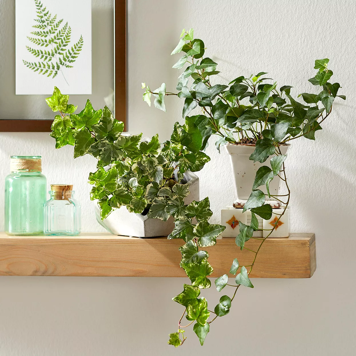 english ivy plants on floating shelf