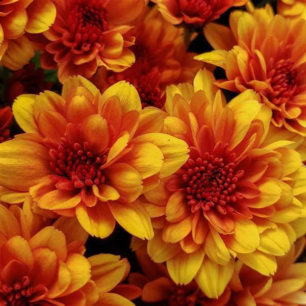 Fire Halo Orange Garden Mum