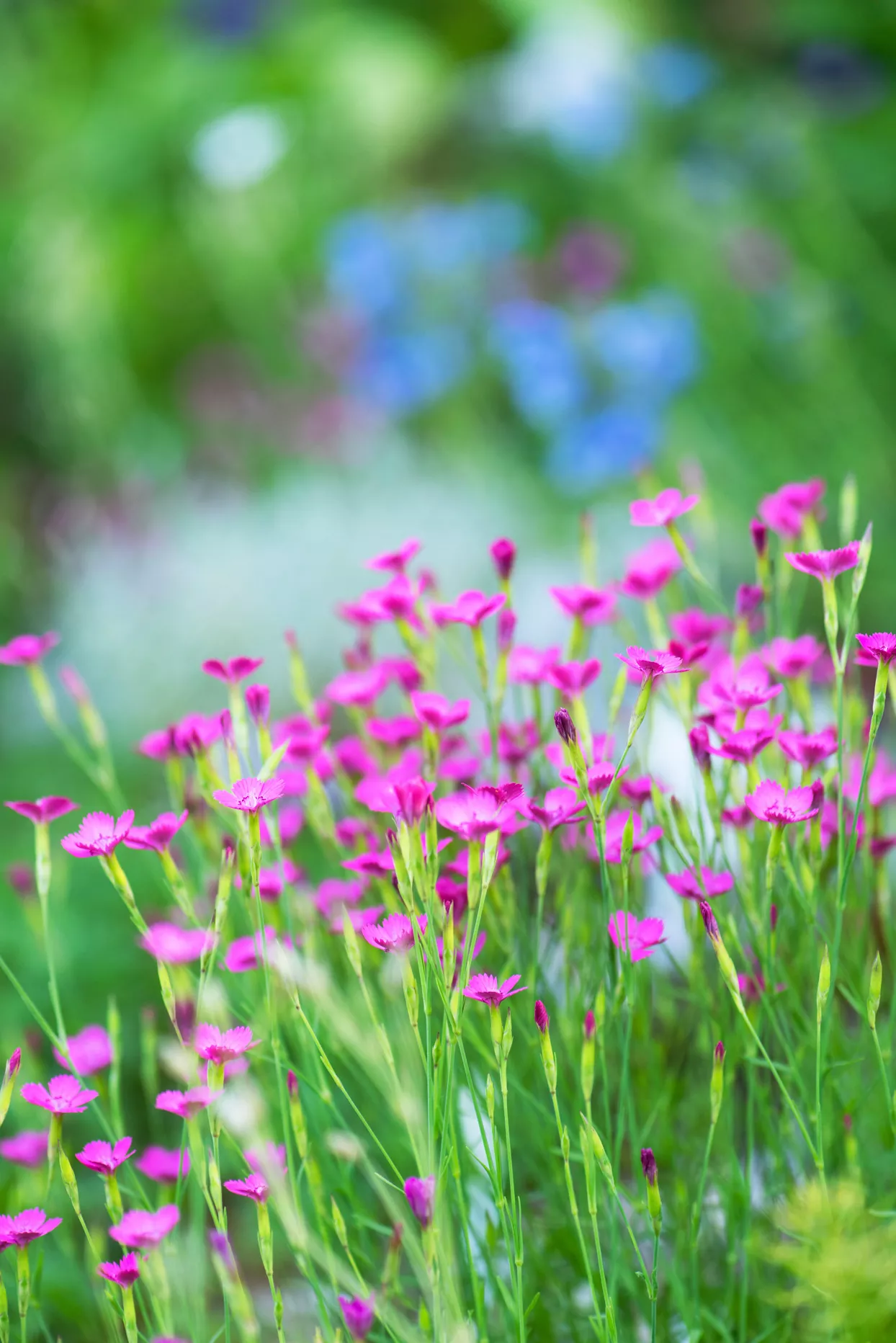 firewitch dianthus