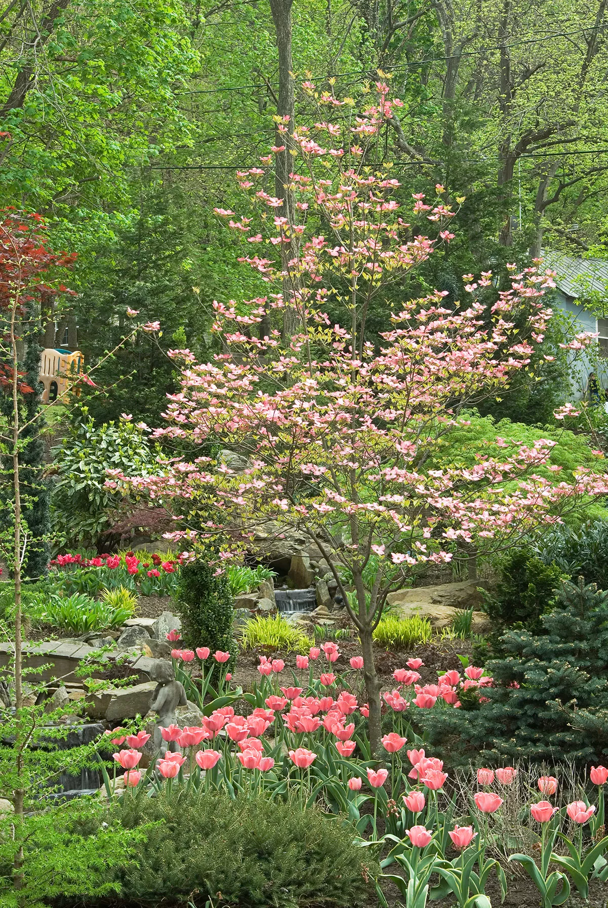 Flowering Dogwood Cornus florida