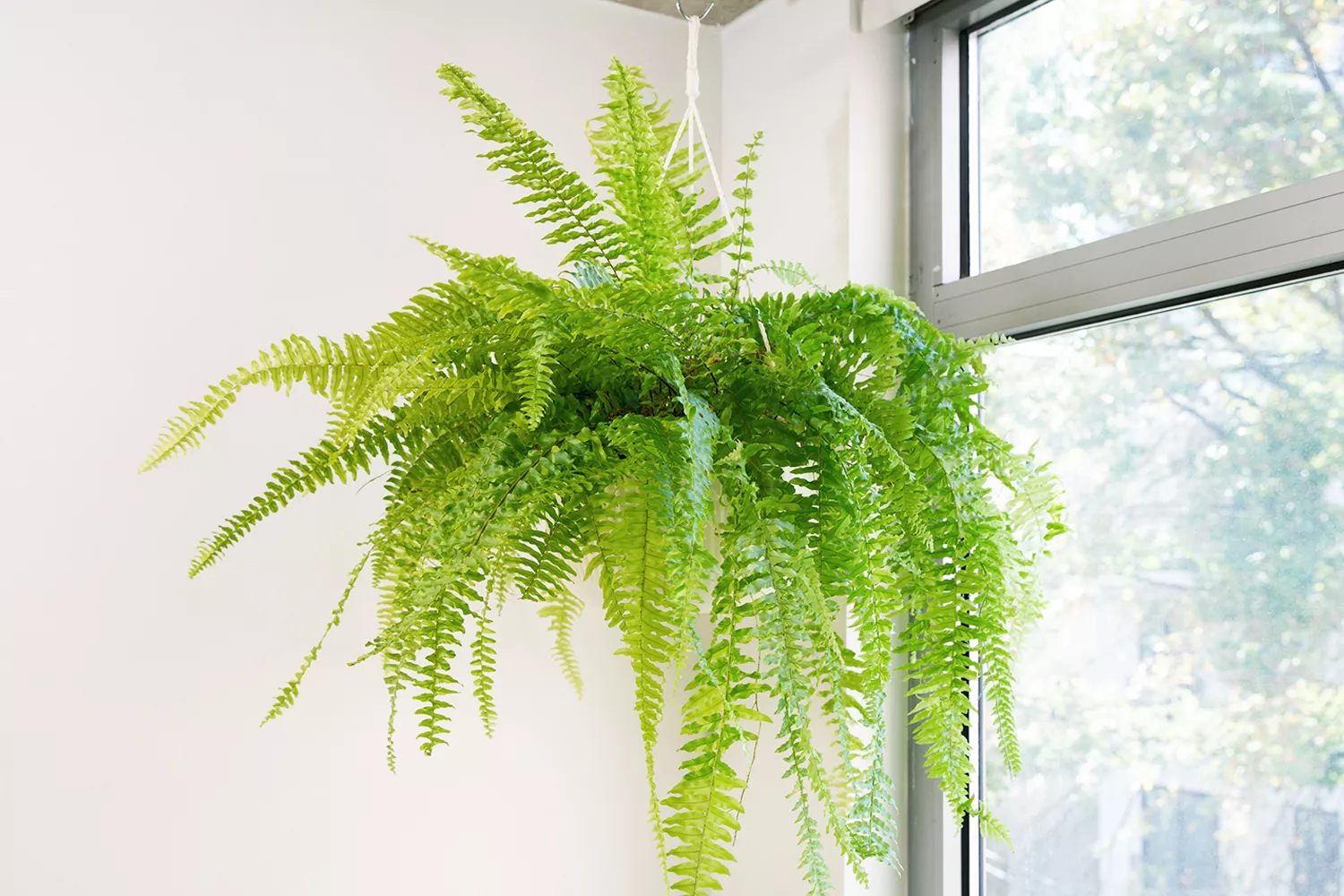 indoor hanging plant boston fern in corner of room 