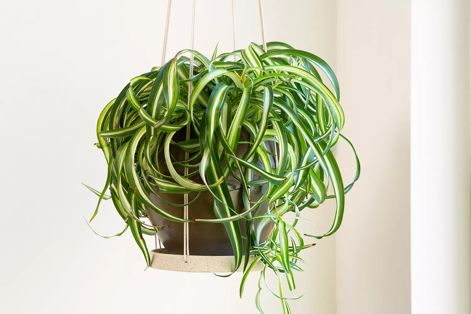 indoor hanging plant spider plant in corner