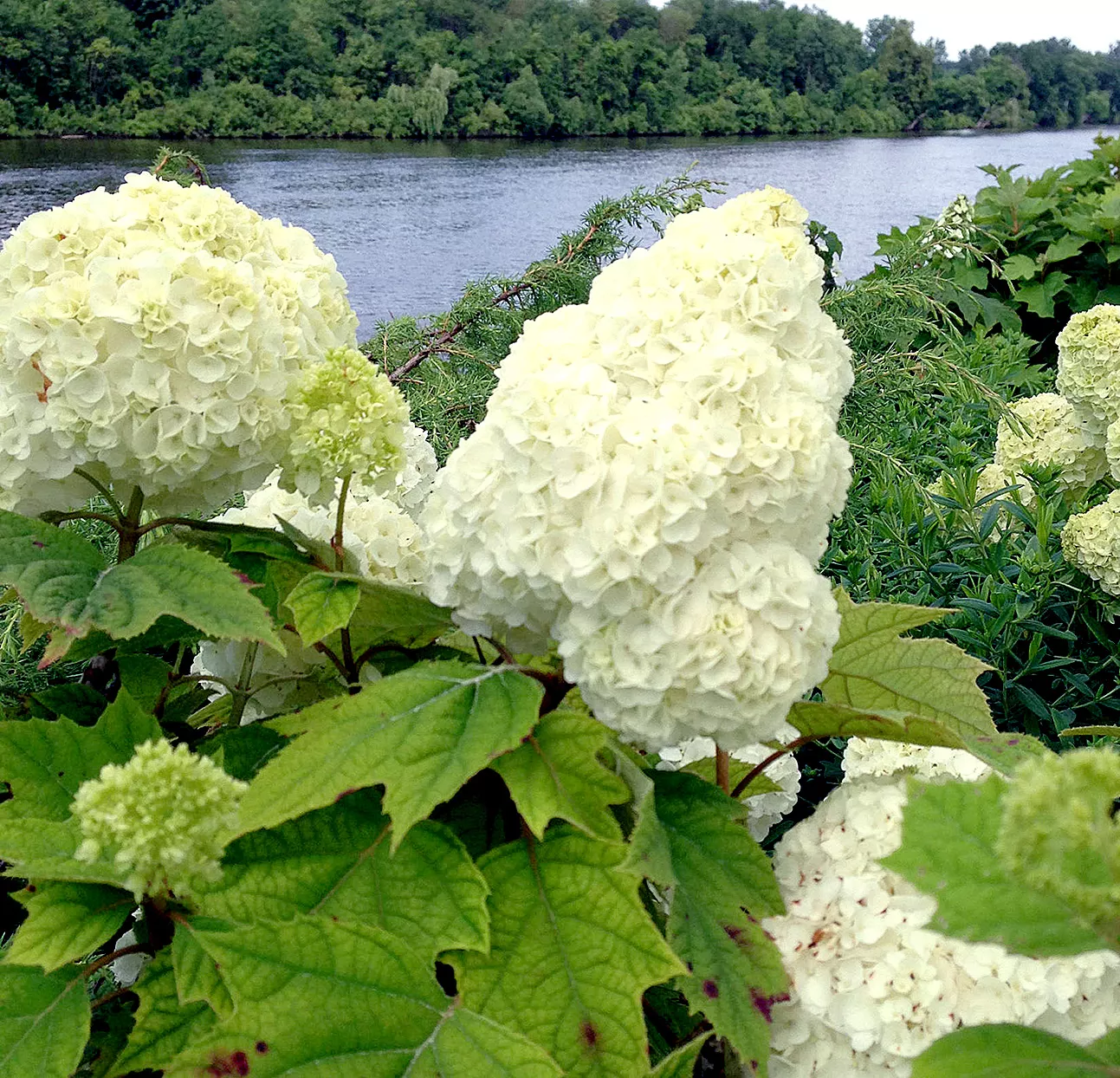 Gatsby Moon Oakleaf Hydrangea