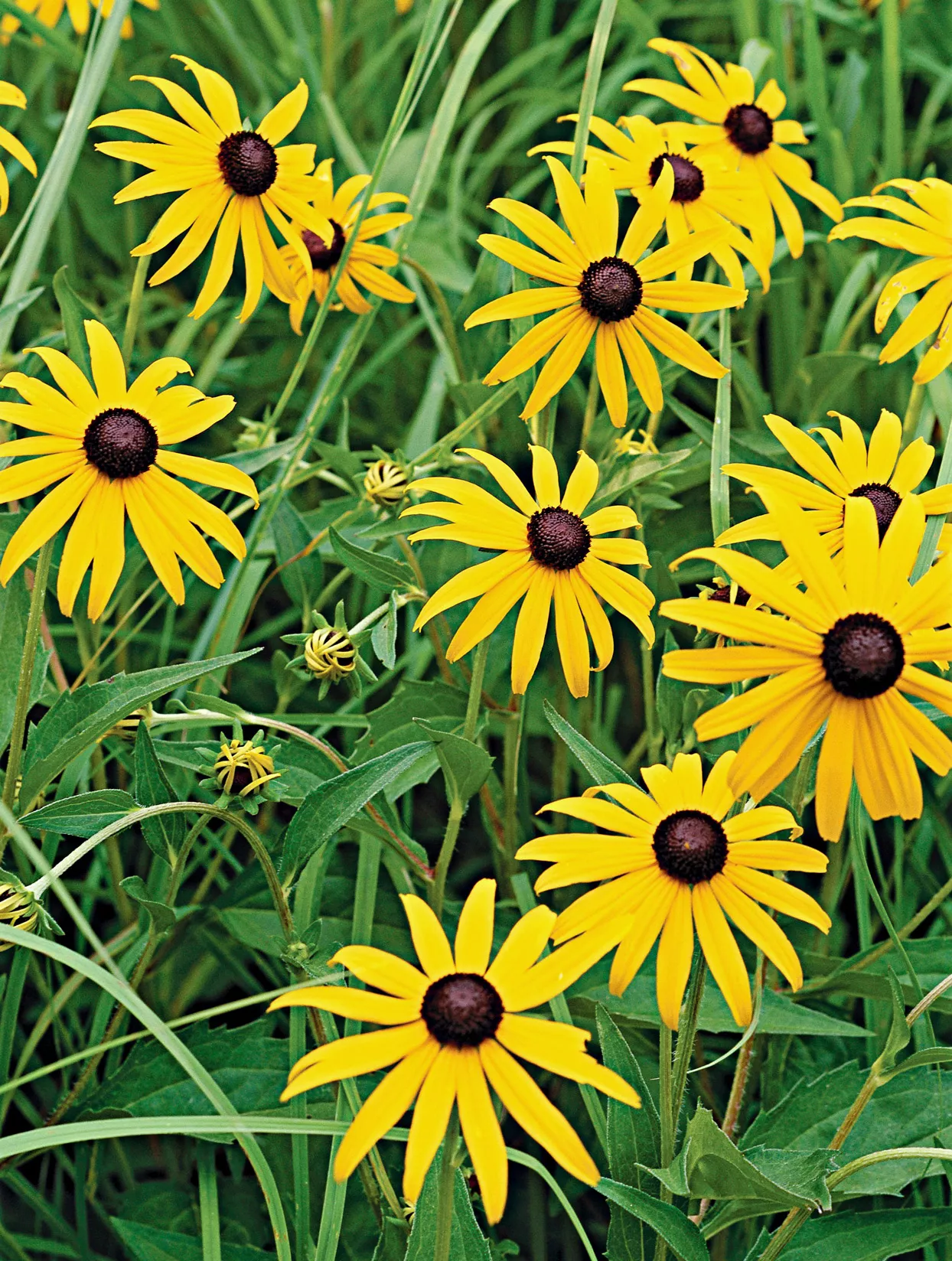 'Goldstrum' Black-Eyed Susan