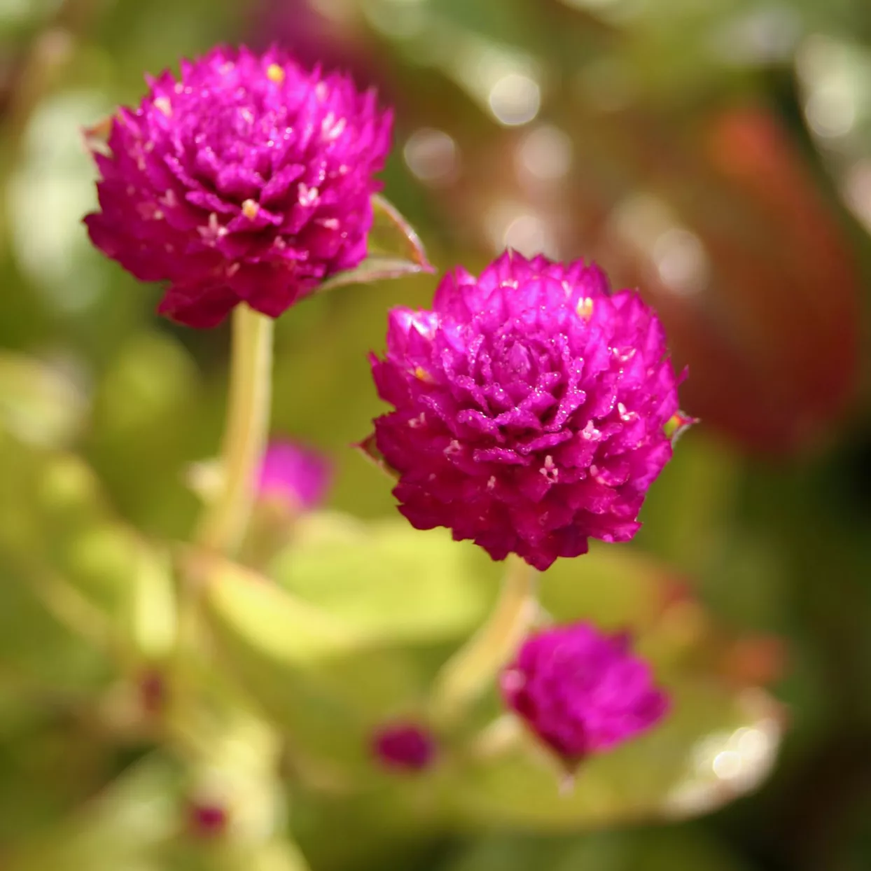 GomphrenaÂ All Around Purple