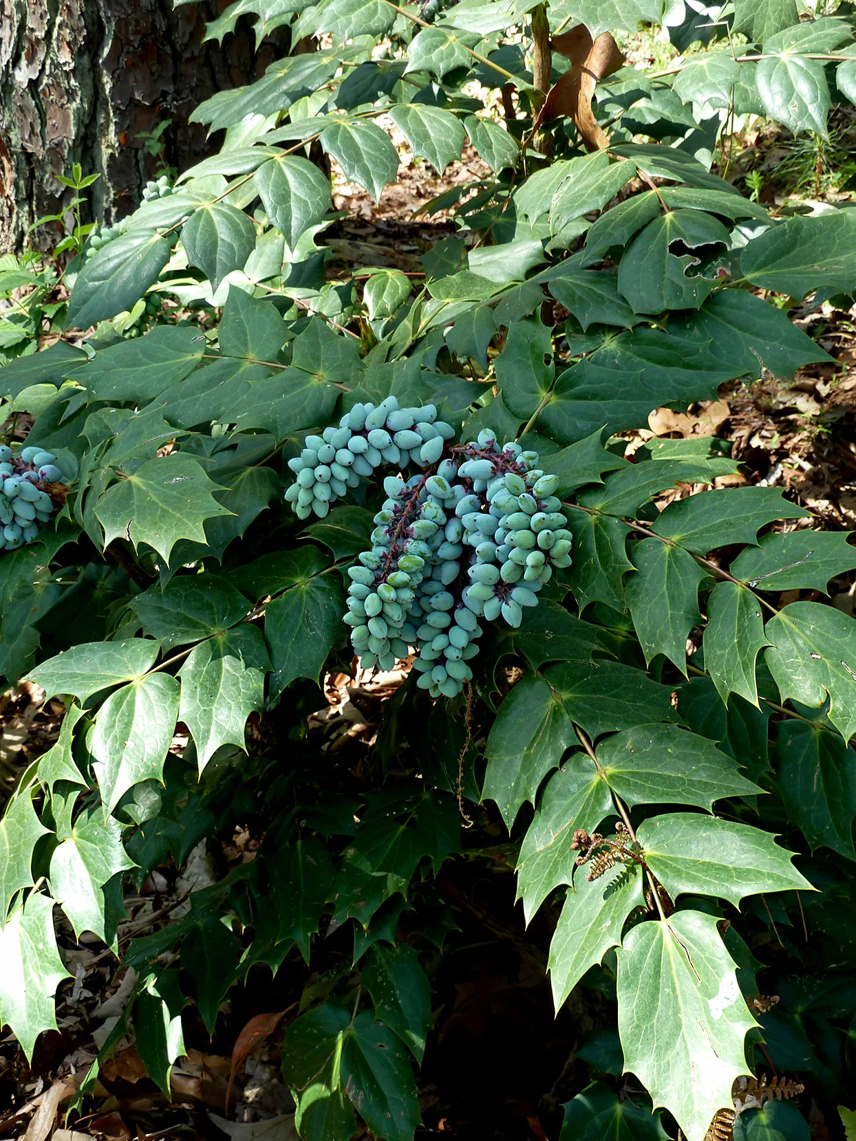 Green Mahonia leaves and berries