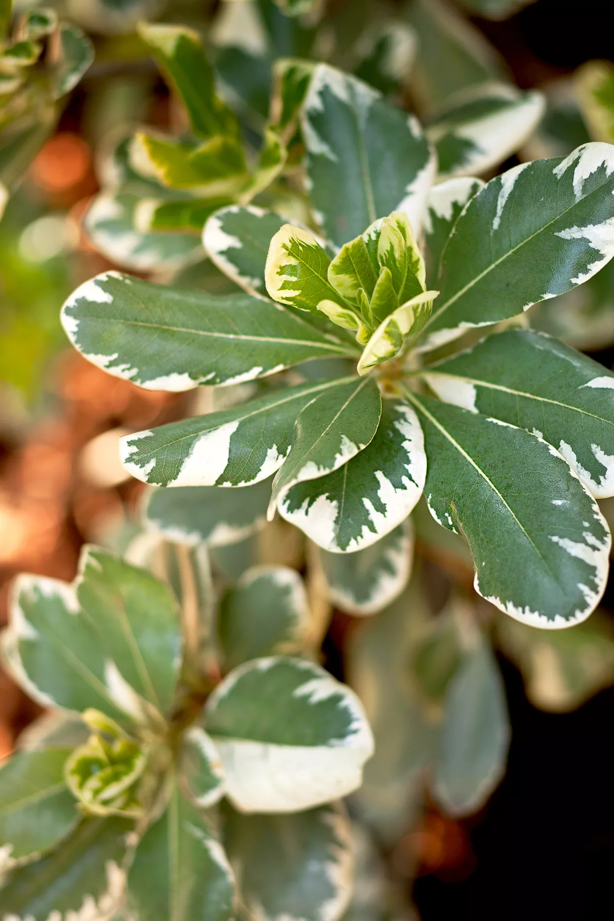 Green and white Japanese Pittosporum leaves