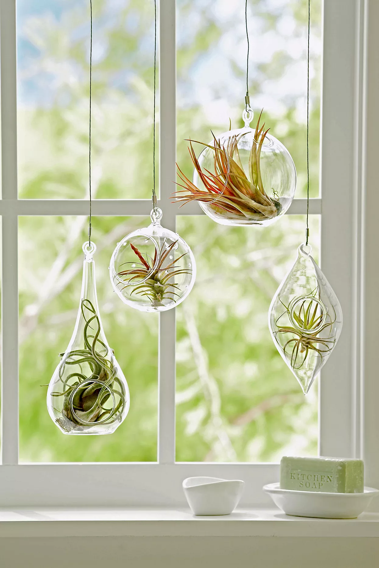 hanging air plants in front of window