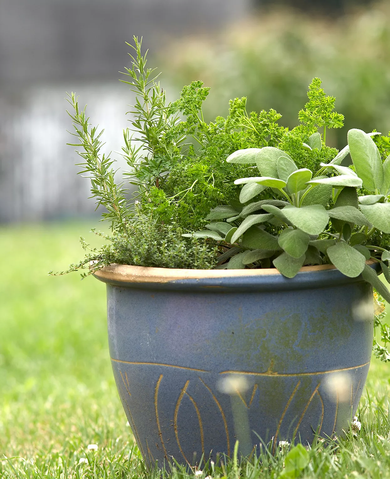 herbs growing in planter including sage and rosemary