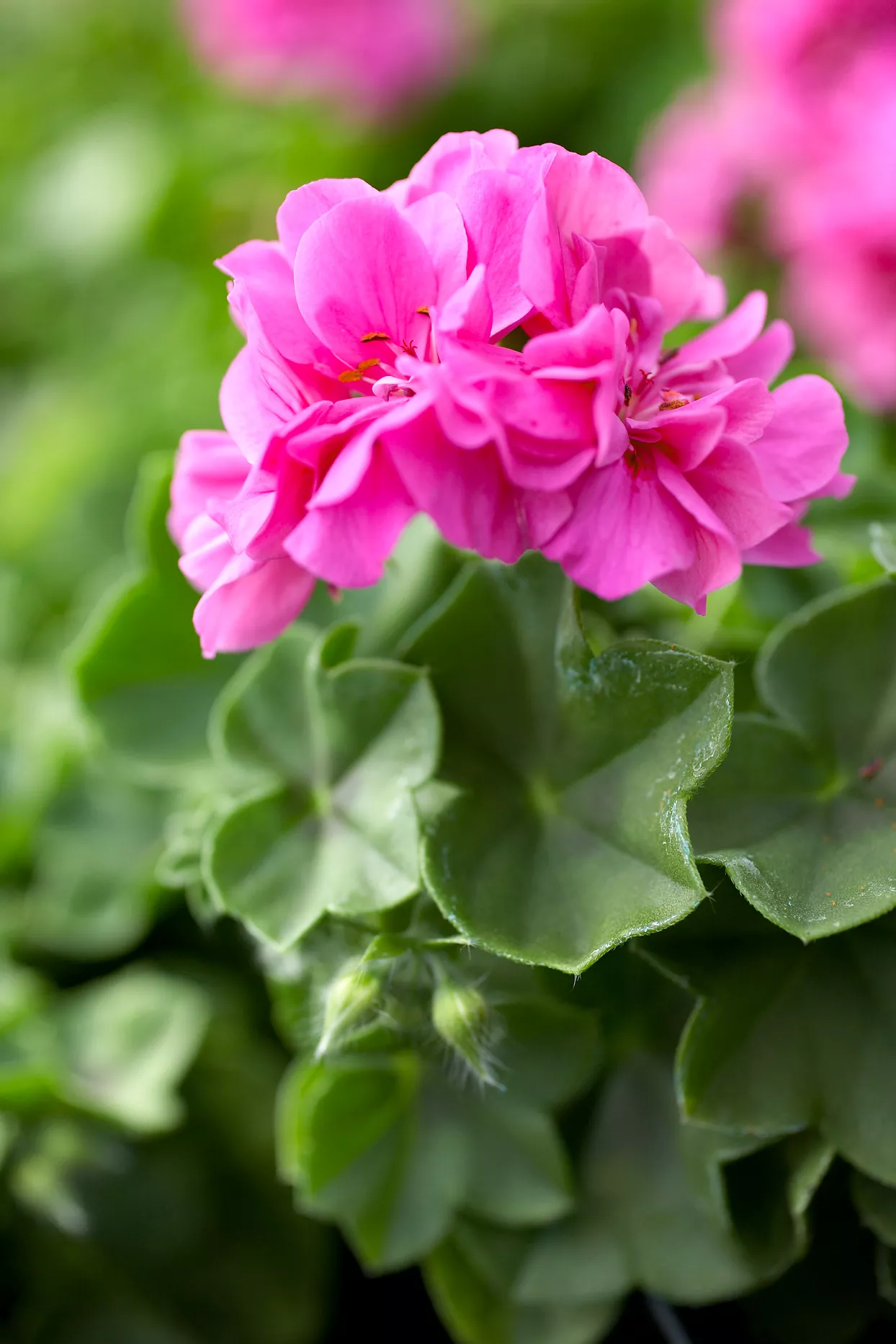 hot pink geranium blossom