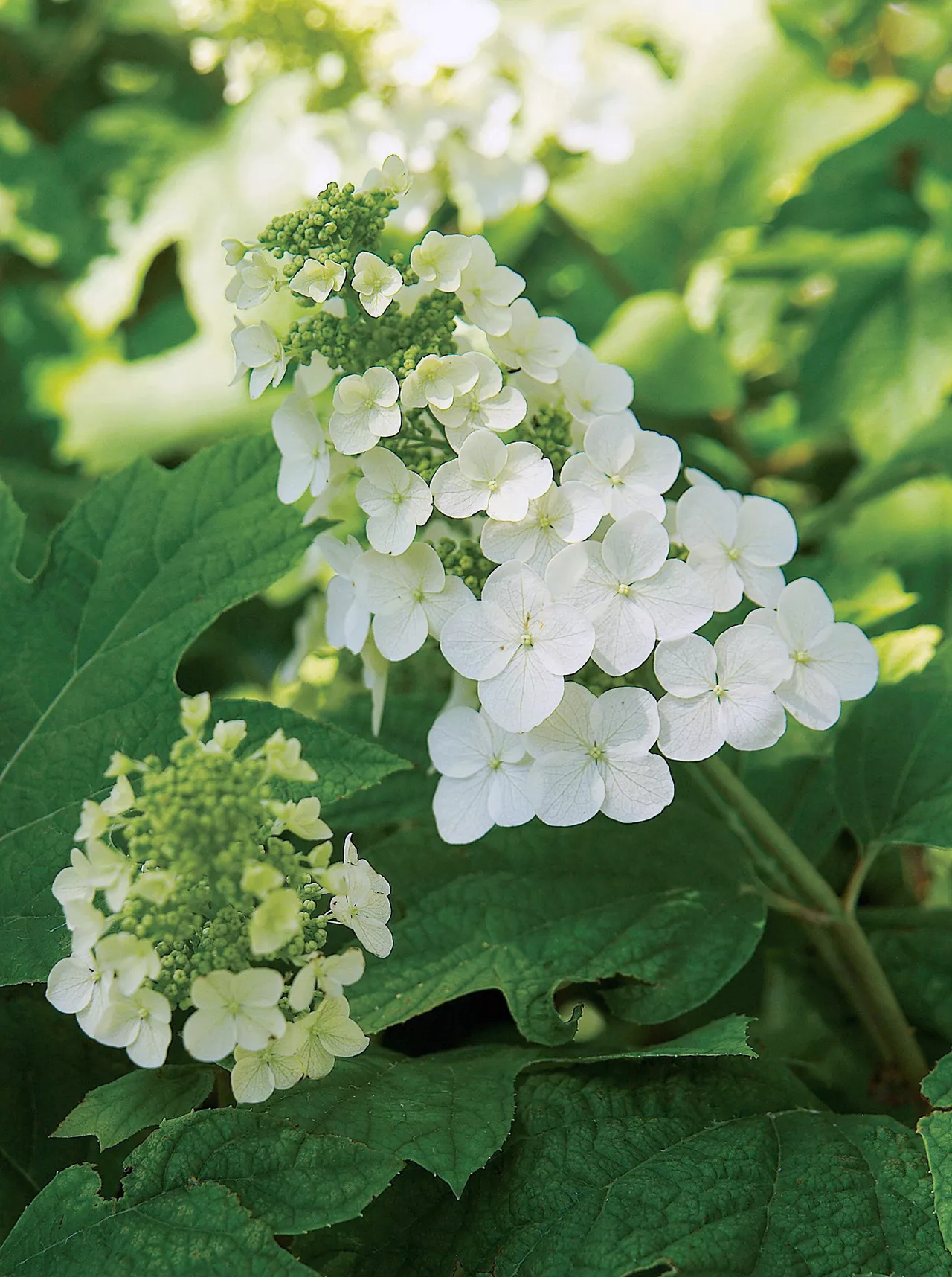 oakleaf hydrangea bloom