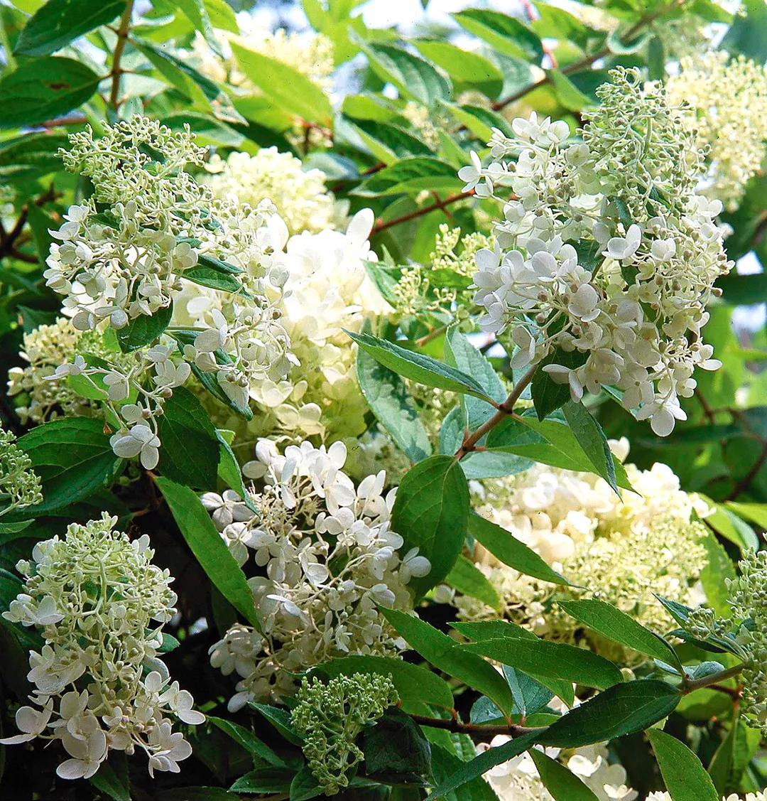 white Hydrangea paniculata flowers